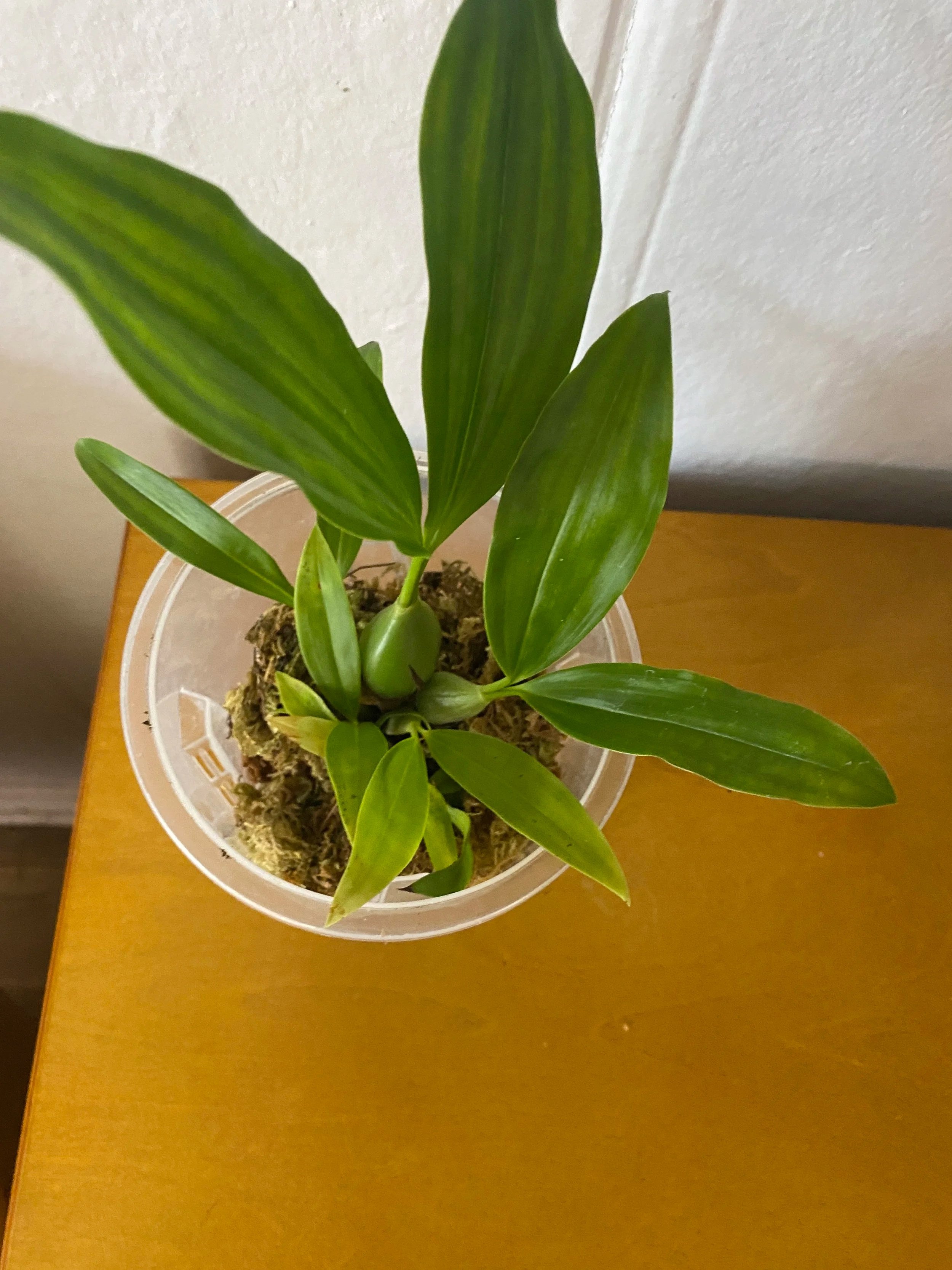 Coelogyne-swaniana-on-wooden-table.jpg
