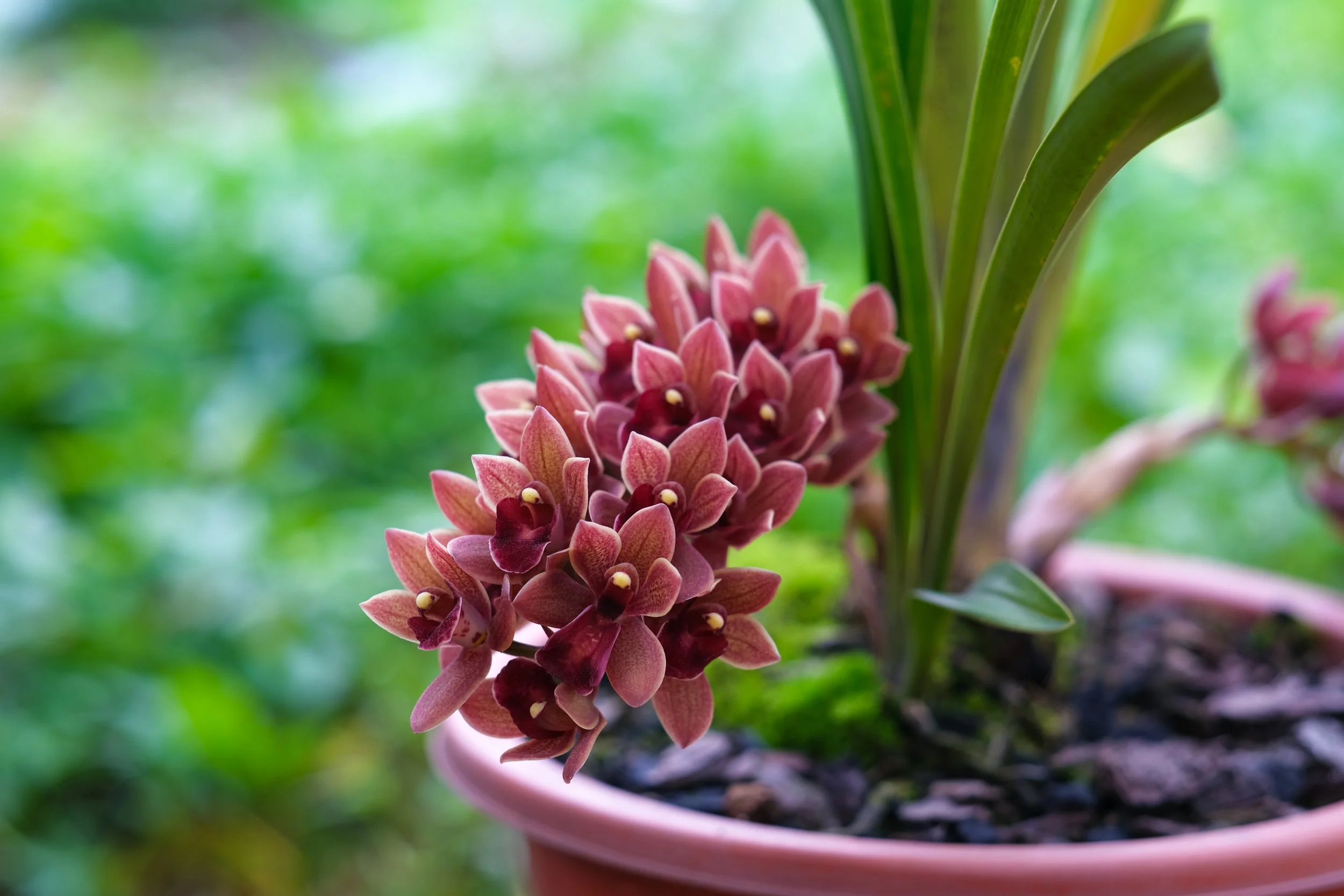 Cymbidium Street of Gold x Black Peter Captain