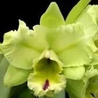 rlc-magic-meadow-napoleon-with-four-inch-green-bloom.jpg