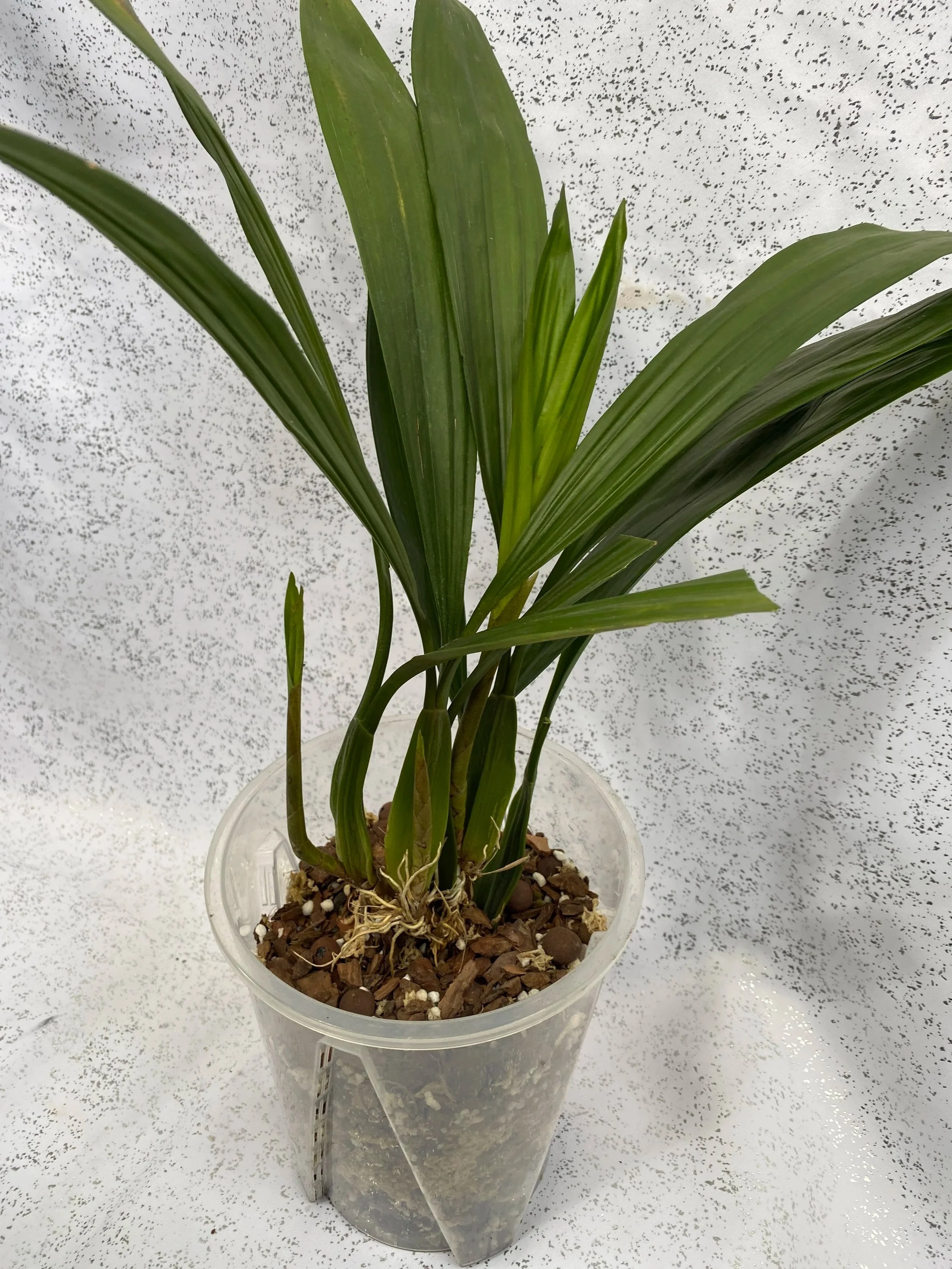 Coelogyne-Mayeriana-with-white-background.jpg