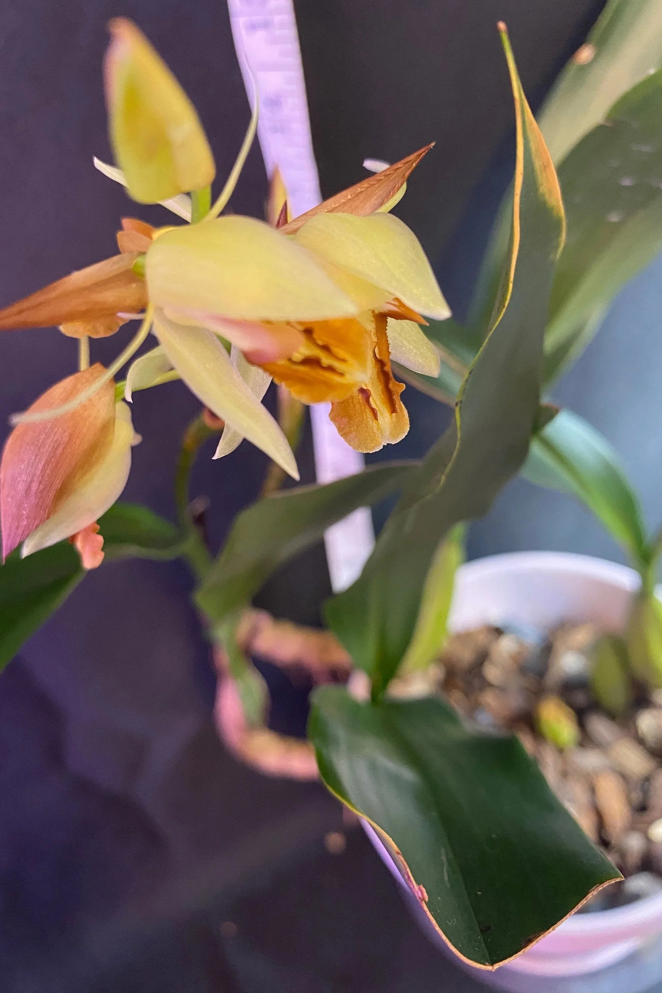 Coelogyne filipeda