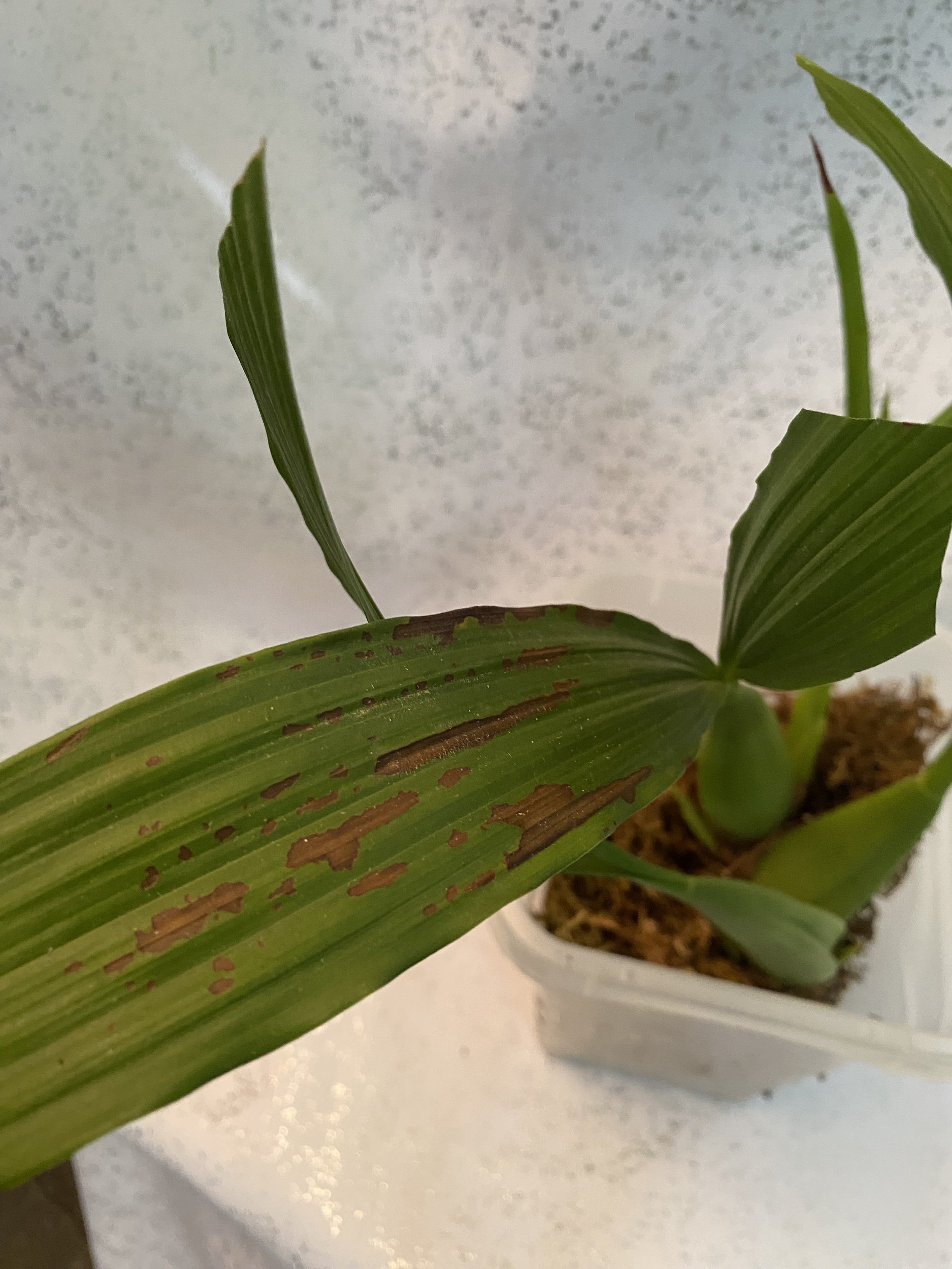 Coelogyne-rubrolanata-in-five-inch-pot.jpeg