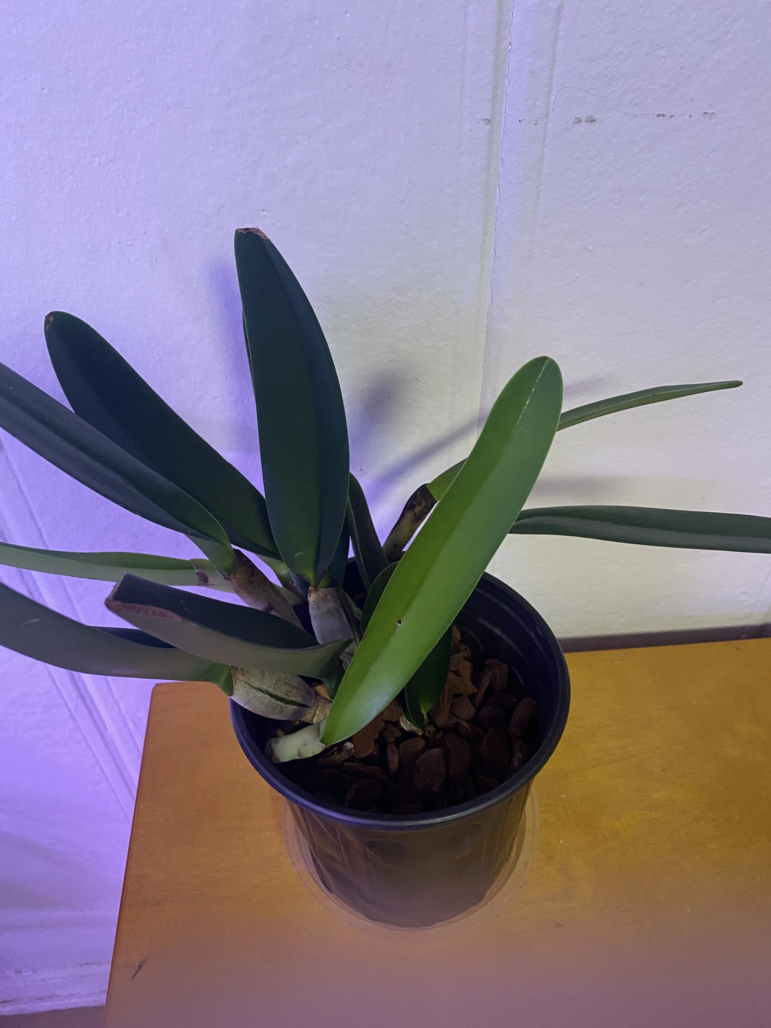 Rhyncholaeliocattleya Haruko Kanzaki