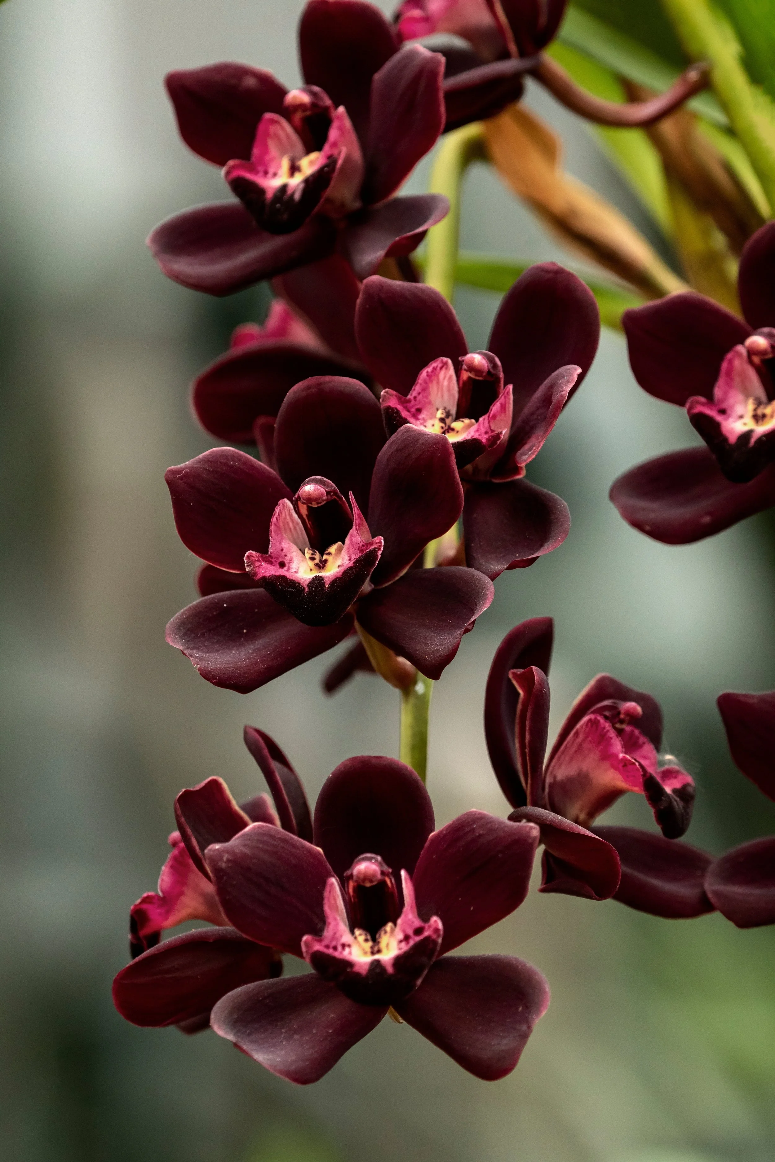 Cymbidium Black Forest 'Dark Spirit' x Ruby Eyes "Red Barron"
