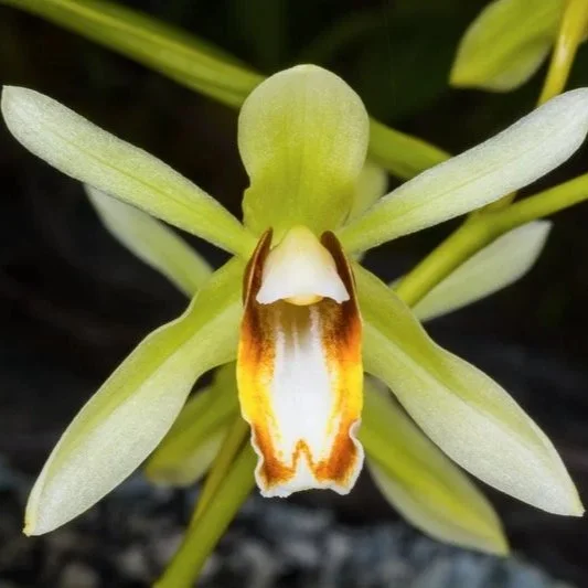 Coelogyne-chloroptera.jpg