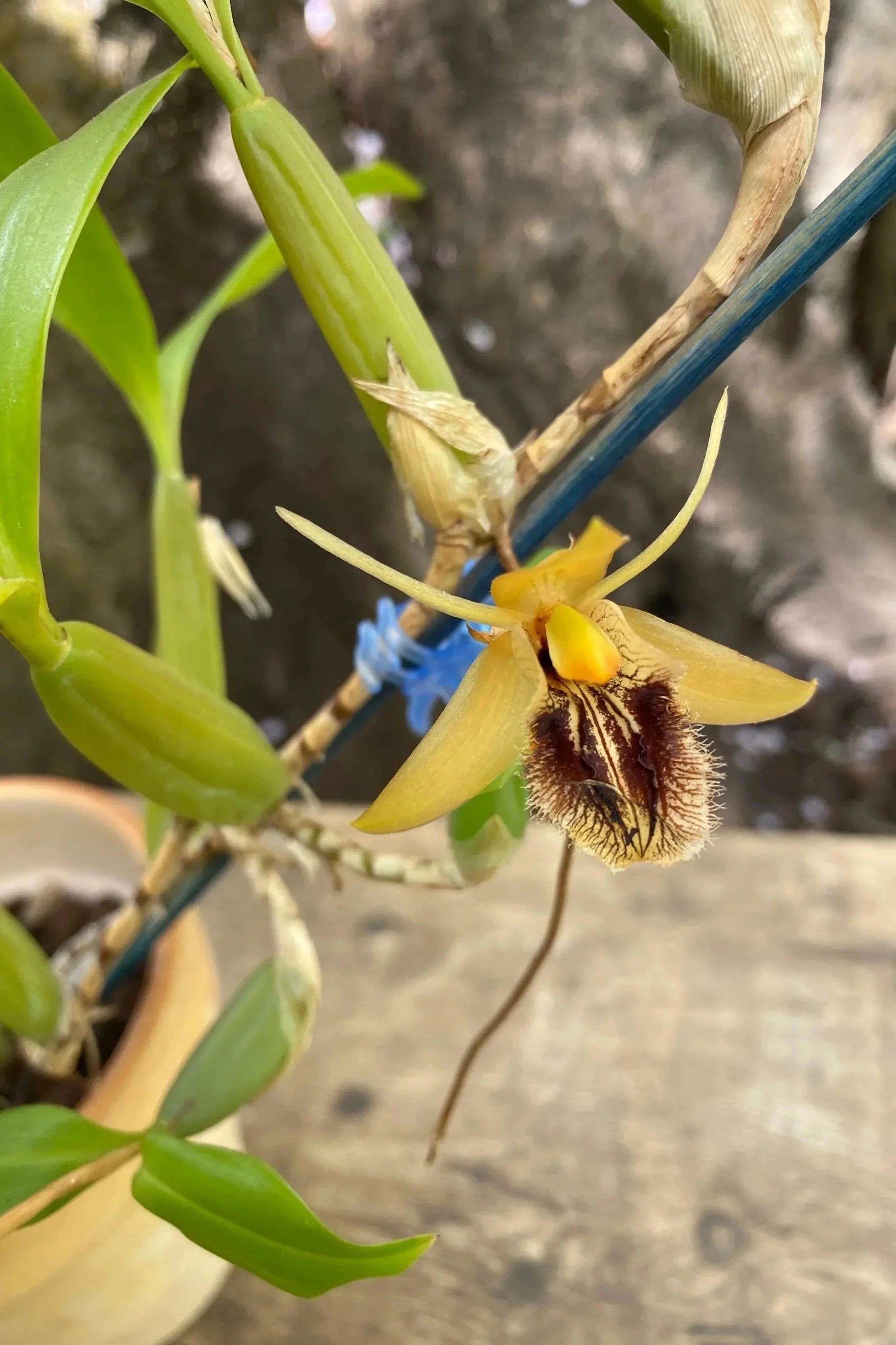 Coelogyne-ovalis-on-wooden-table.jpg