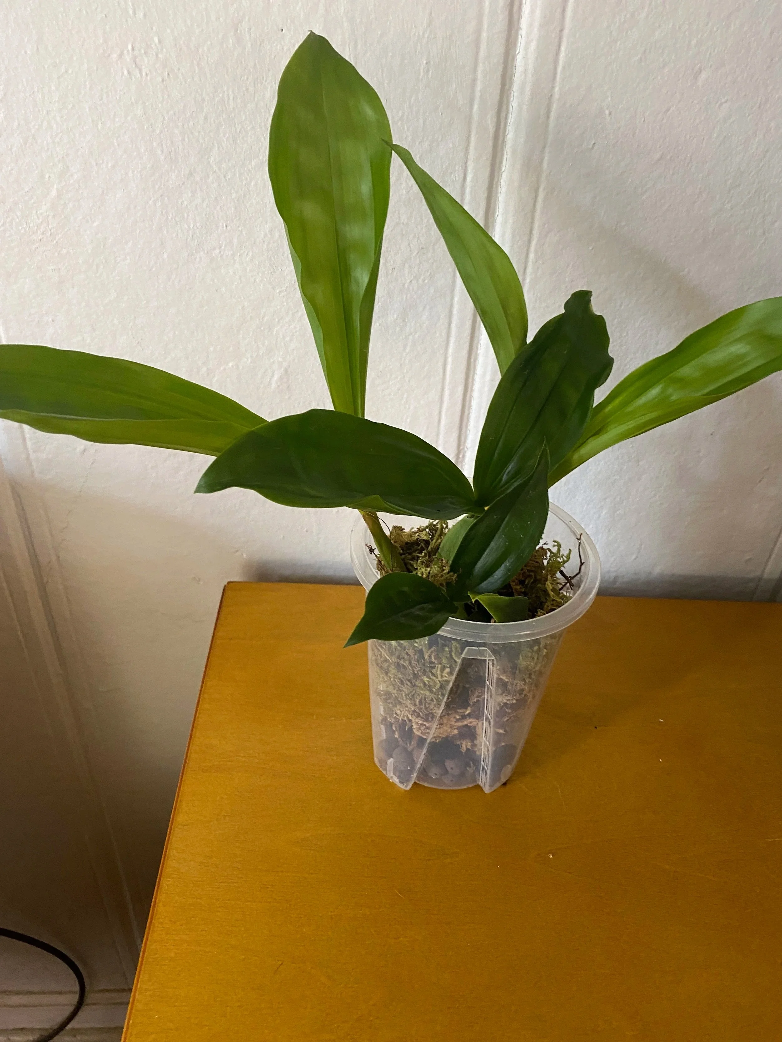 Coelogyne-tomentosa-in-four-inch-pot.jpg