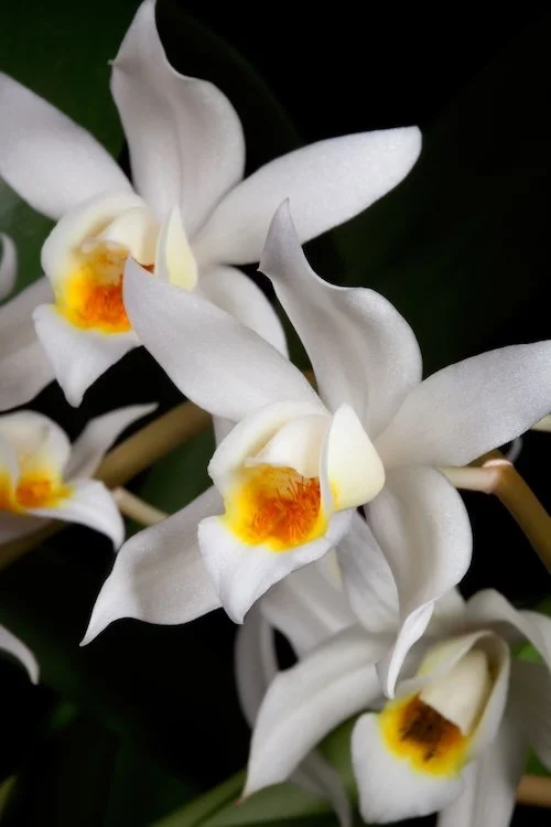 Coelogyne-Jannine-Banks.jpg
