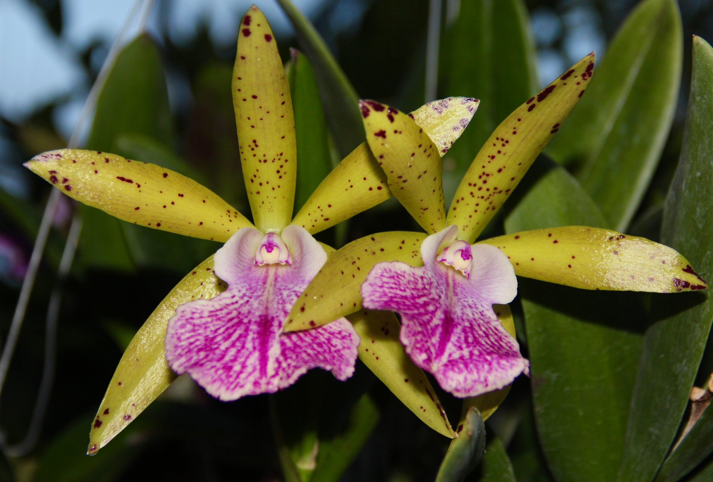 Bc. Hippodamia x C. Small World