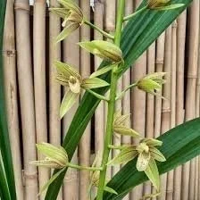 grammatocymbidium) Lovely Melody ' Pixar '.jpg