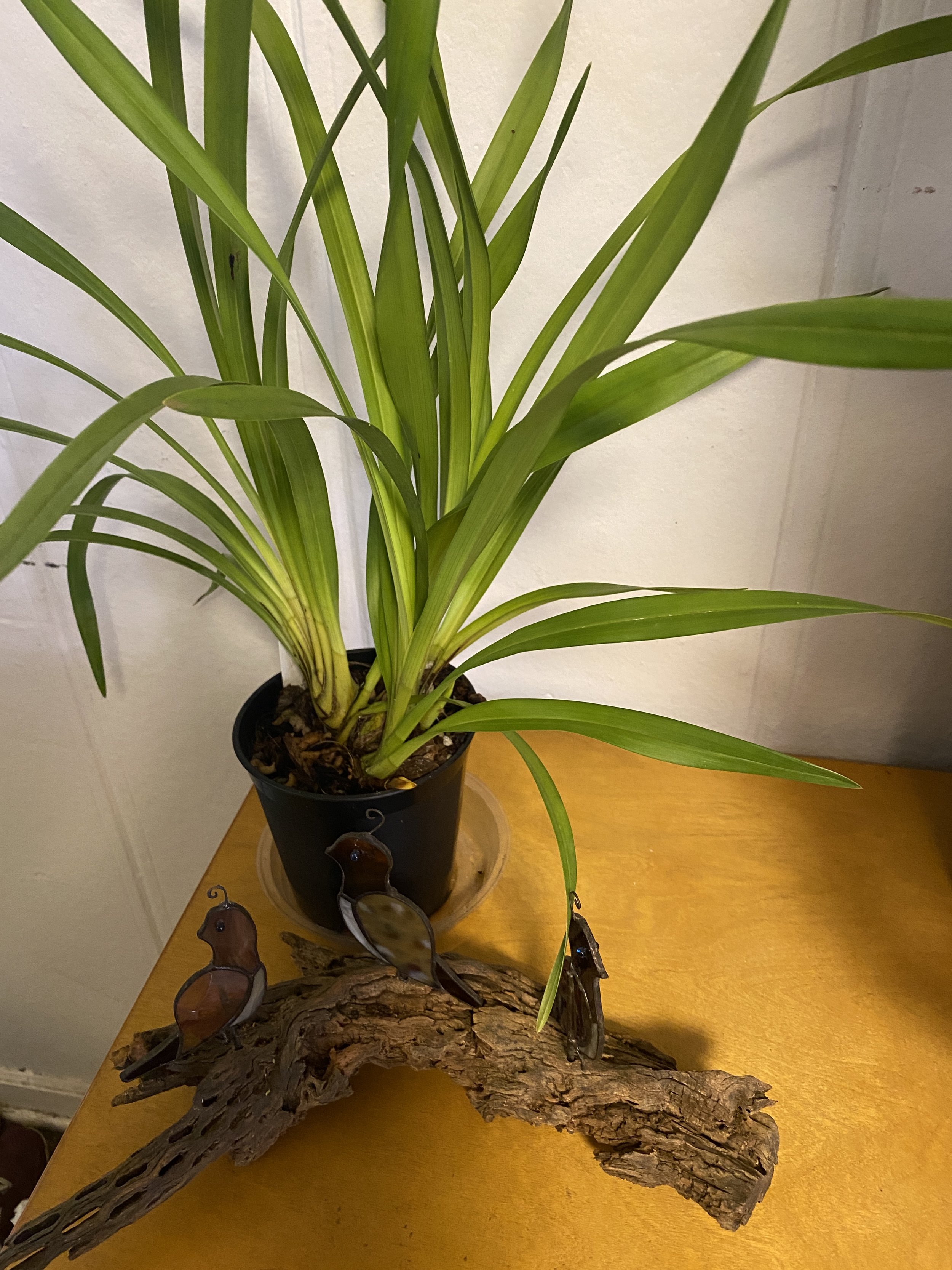 Cymbidium-Sunshine-Daydream-in-five-inch-pot.jpeg