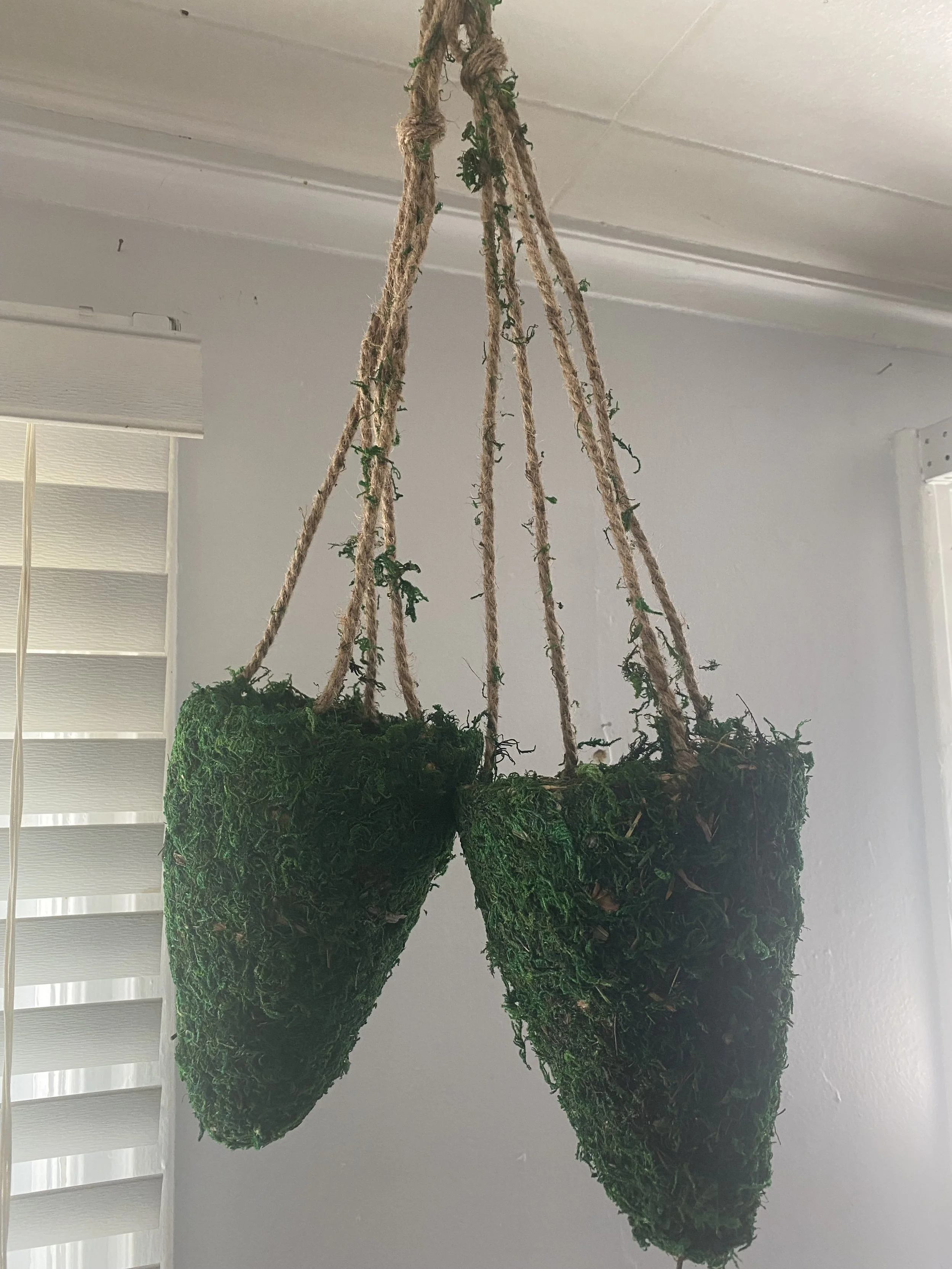Natural-moss-for-hanging-plants.jpeg