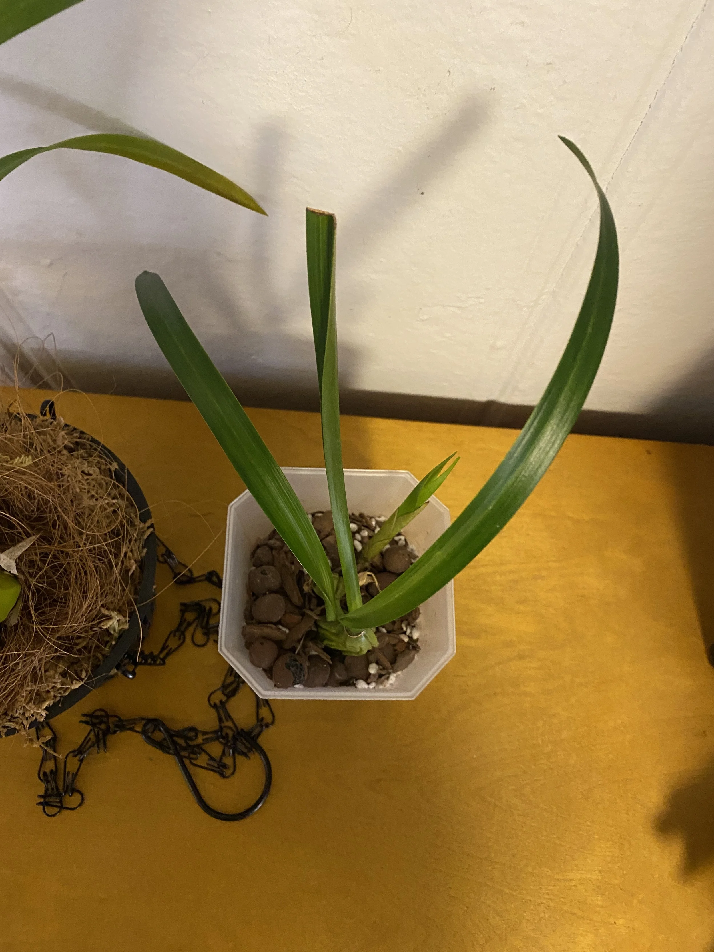 Coelogyne-Trinervis-size-small-three-and-a-half-pot.jpeg