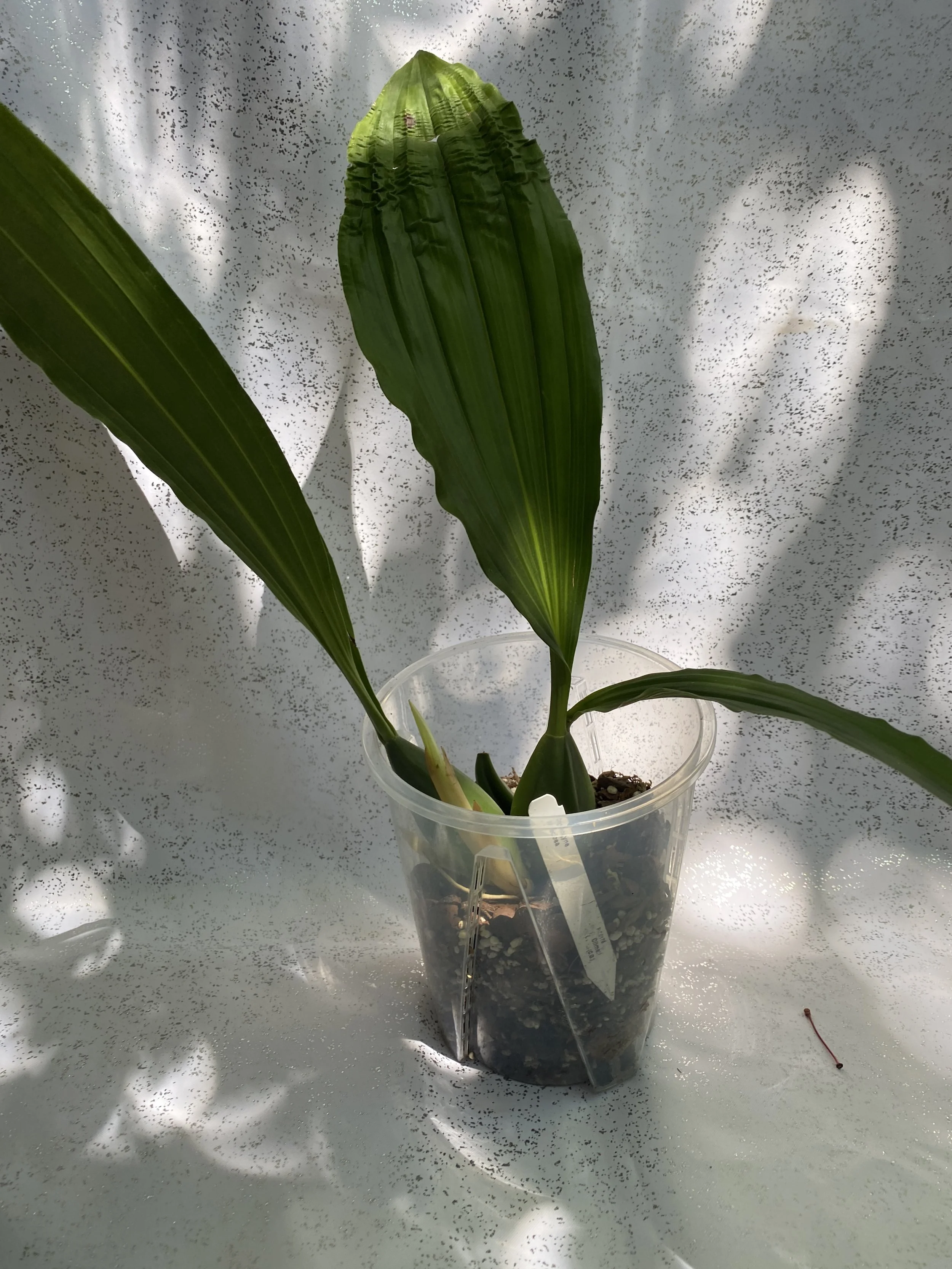 Coelogyne-speciosa-standing-26-inches-tall.jpeg
