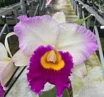 Rlc. Mary Lupi 'Volcano Queen'