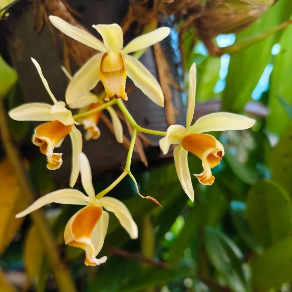 Close-up of yellowish Coelogyne orchids with orange centers growing on a plant.