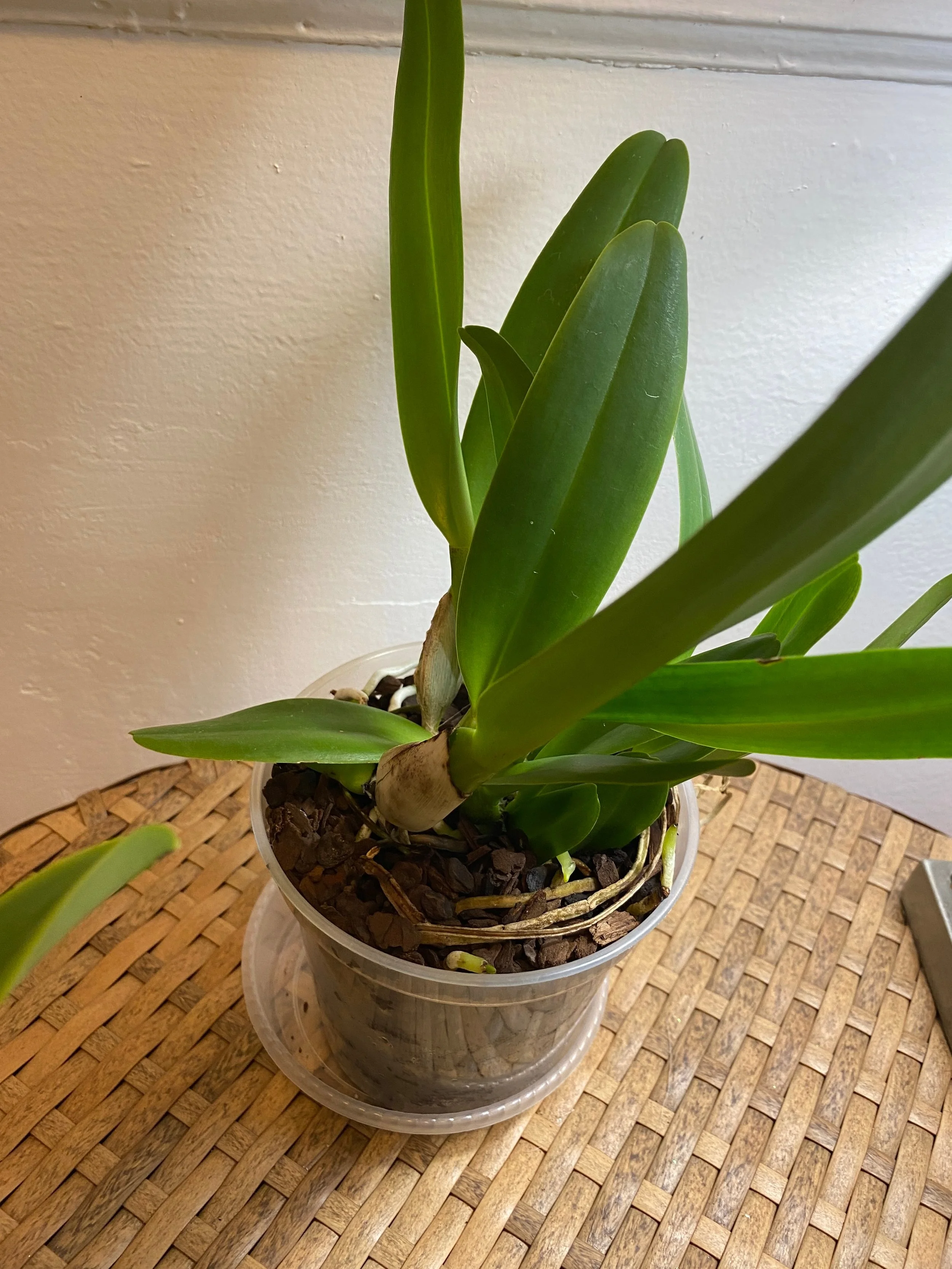 White blooming cattleya hybrid with light yellow lip