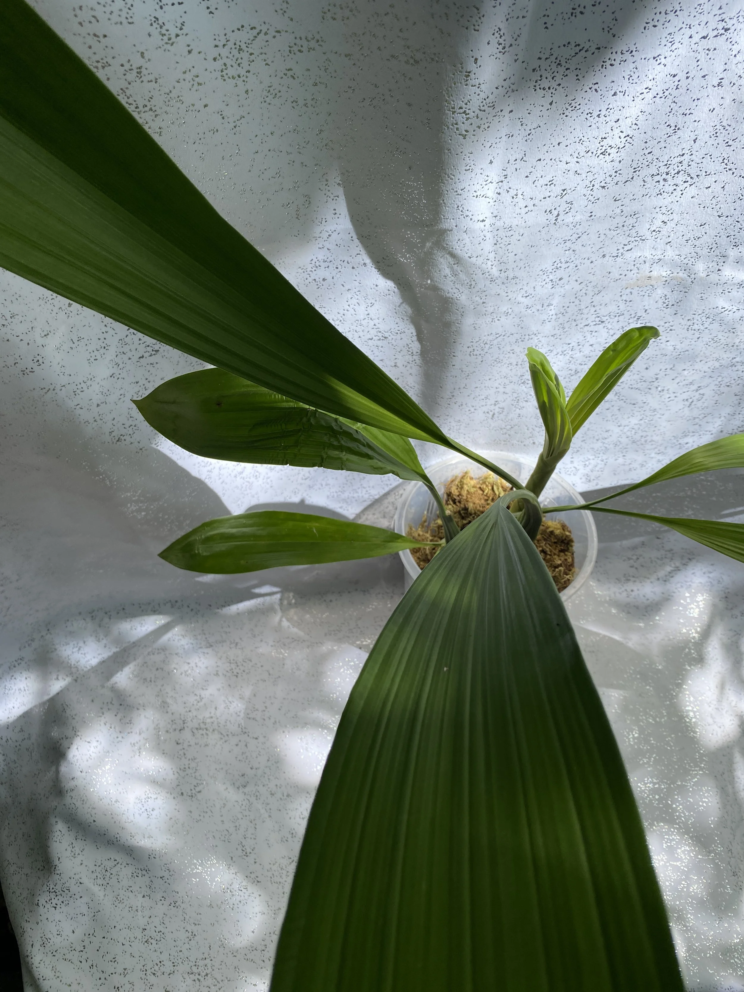 Coelogyne-Asperata-in six-inch-pot.jpeg