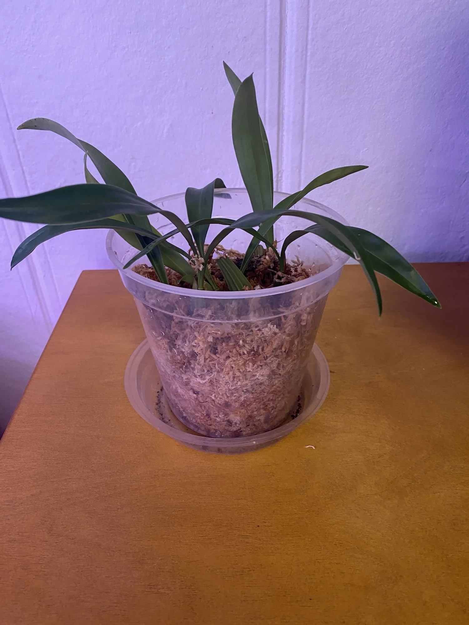 Coelogyne-Flaccida-on-wooden-table-clear-pot.JPG