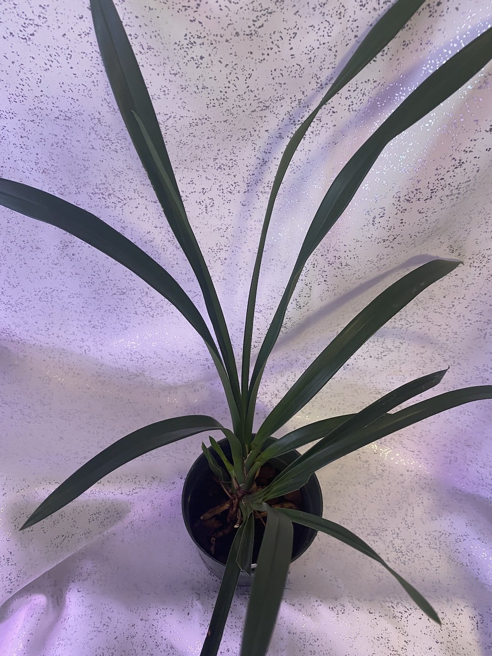 Cymbidium-Valerie-Absolonova-x-Sleeping-Bill-Bailey-standing-26-inches-tallJPG