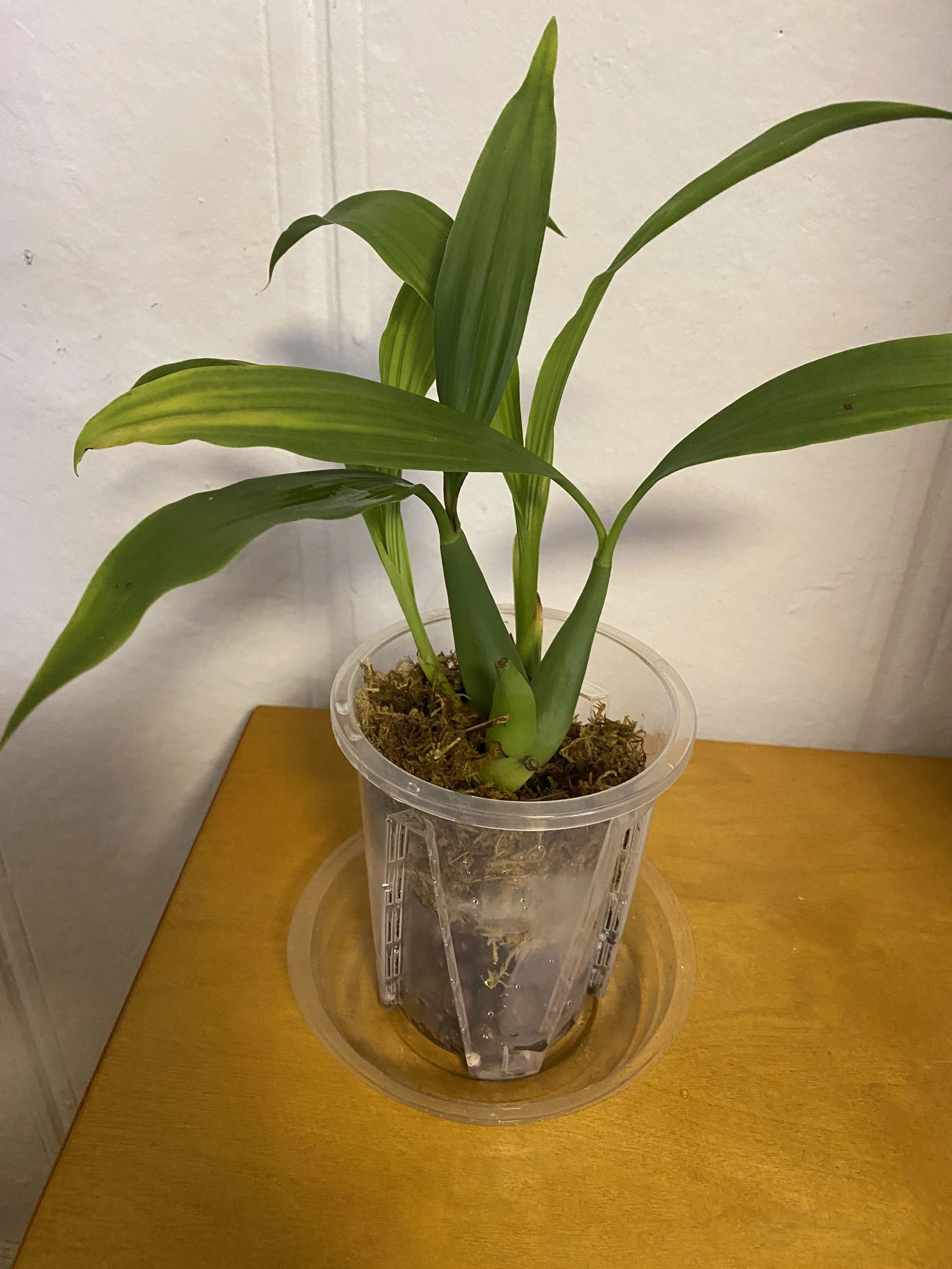 Coelogyne-chloroptera-on-wooden-table.jpeg