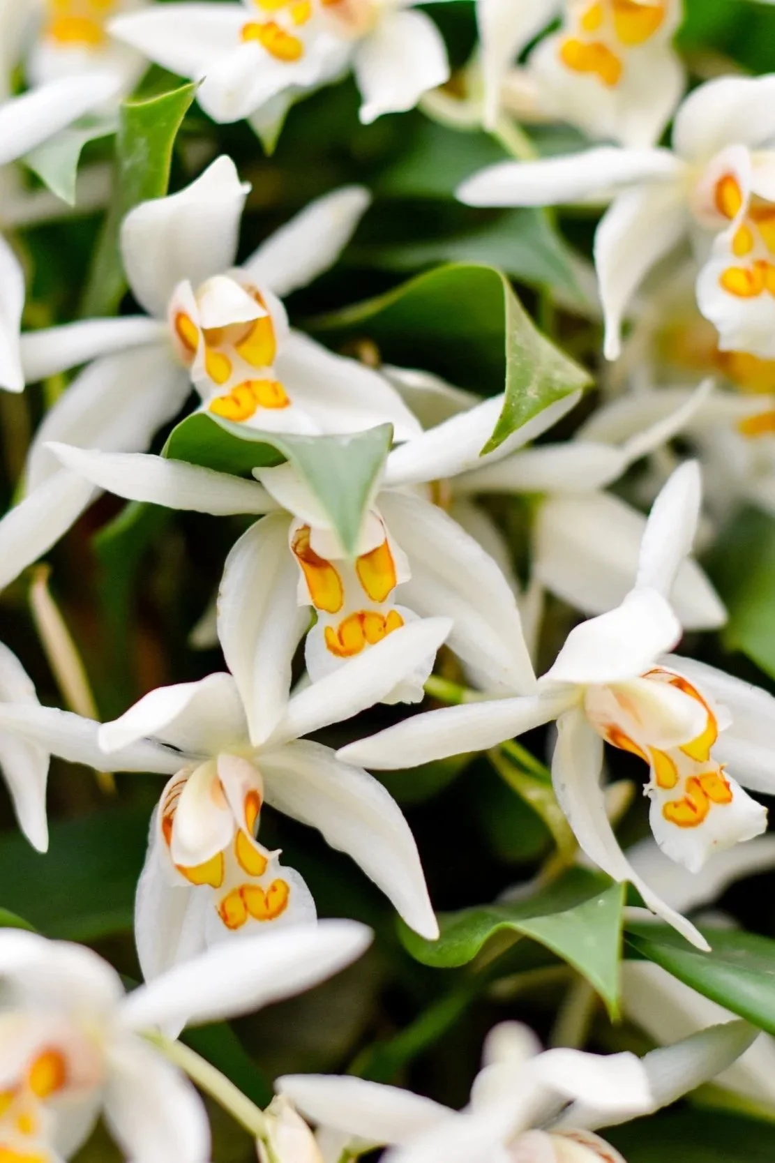coelogyne-linda-buckley.jpg
