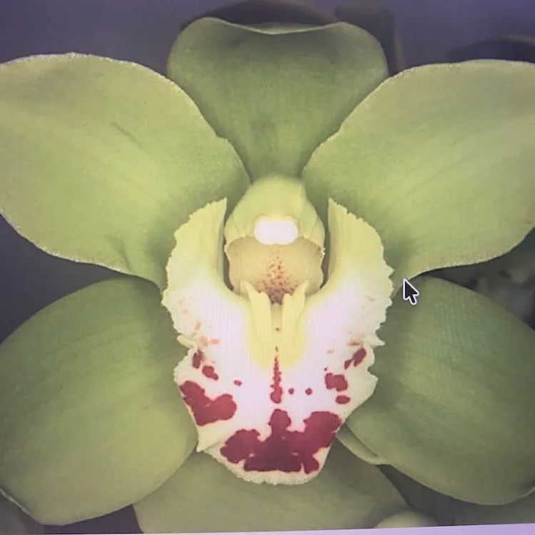 Cymbidium King Arthur Green Giant x Balkis Nevada