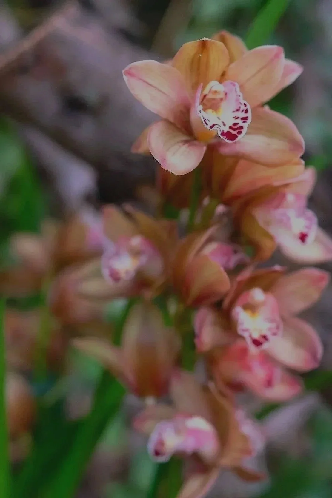 O'Dowds Orchids Gift Card