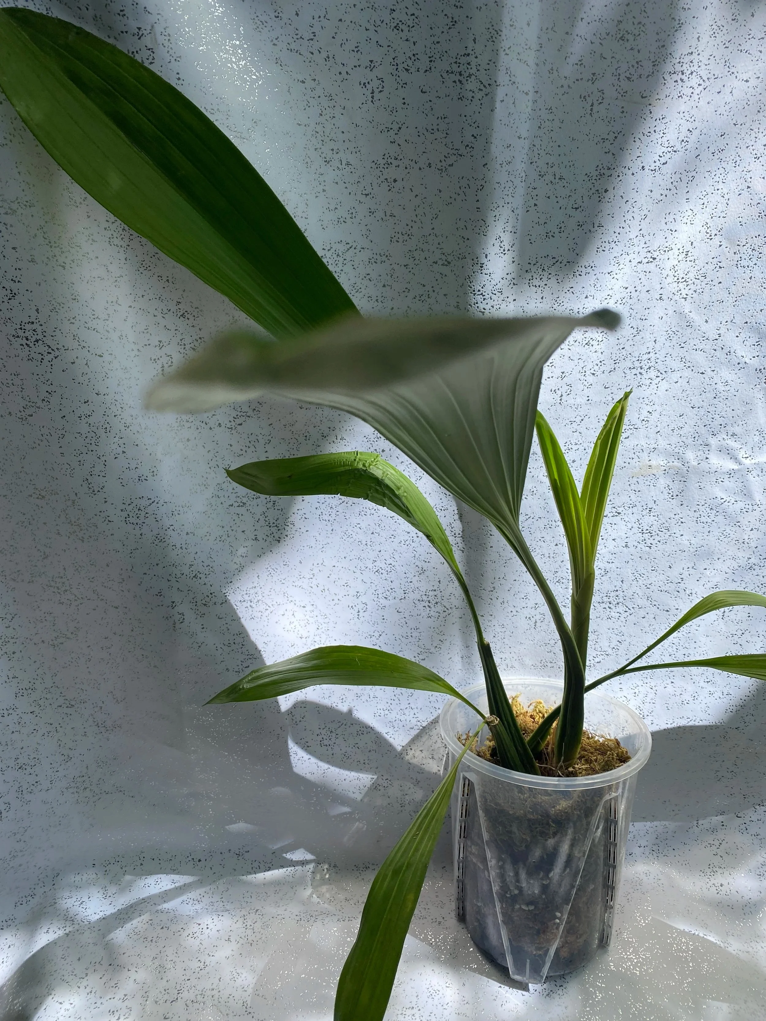 Coelogyne-Asperata.jpg