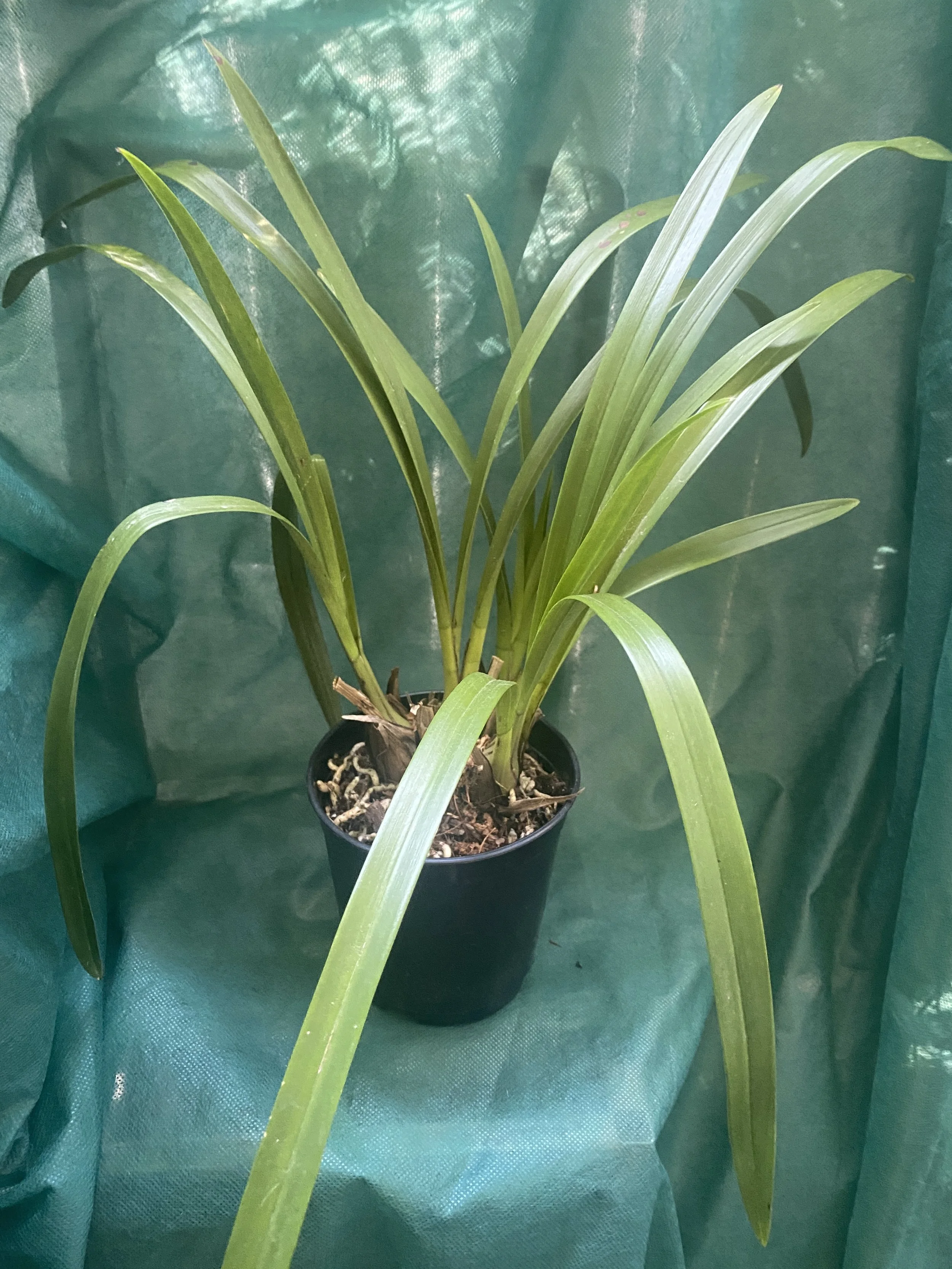 Cymbidium-Here-Comes-Sunshine-standing-22-inches.jpeg