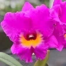 Rlc-Akatsuka-50th-Anniversary-Volcano-Queen.jpg