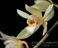 Coelogyne-chloroptera.jpeg
