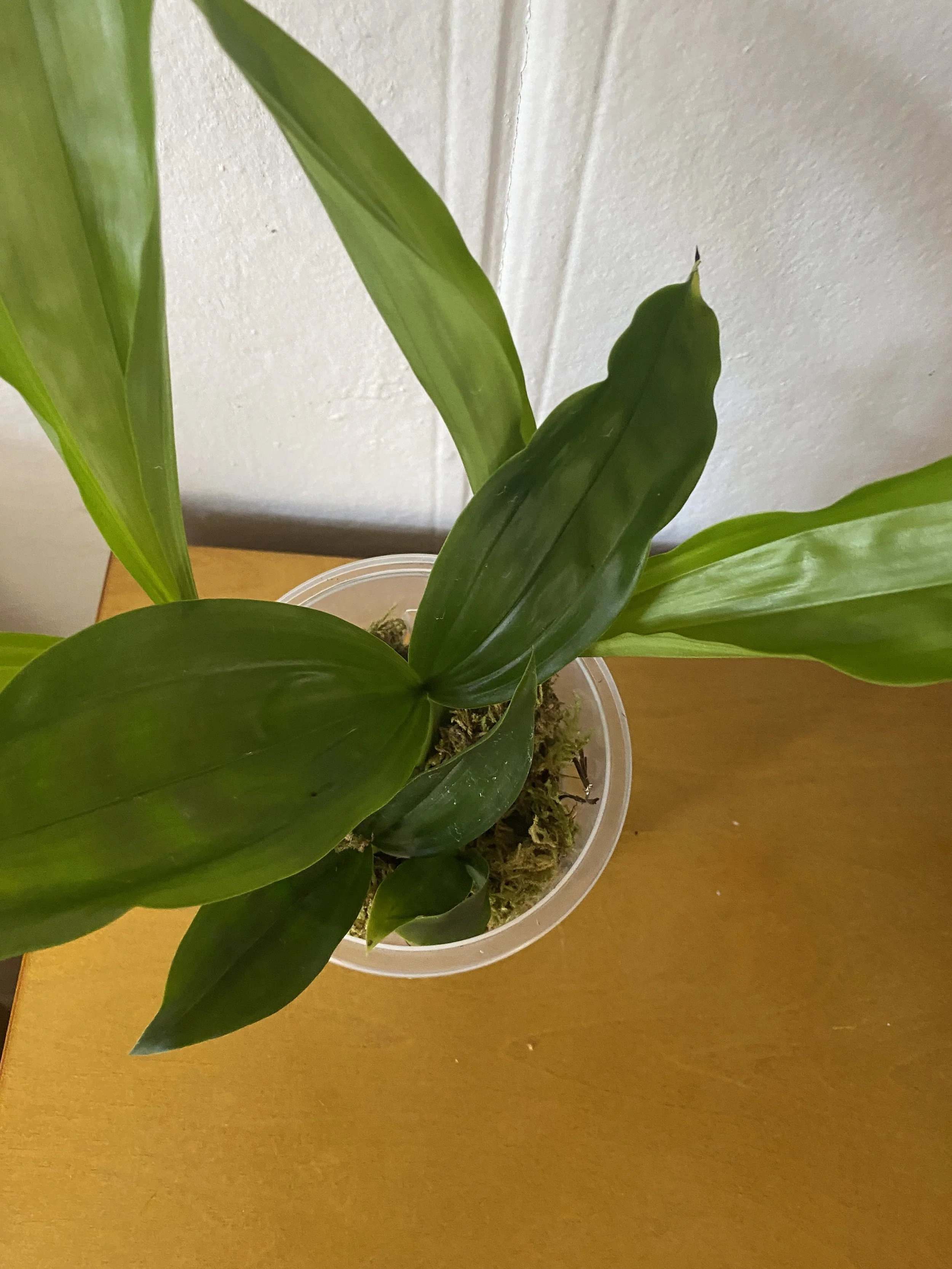 Coelogyne-tomentosa-on-wooden-table.jpeg