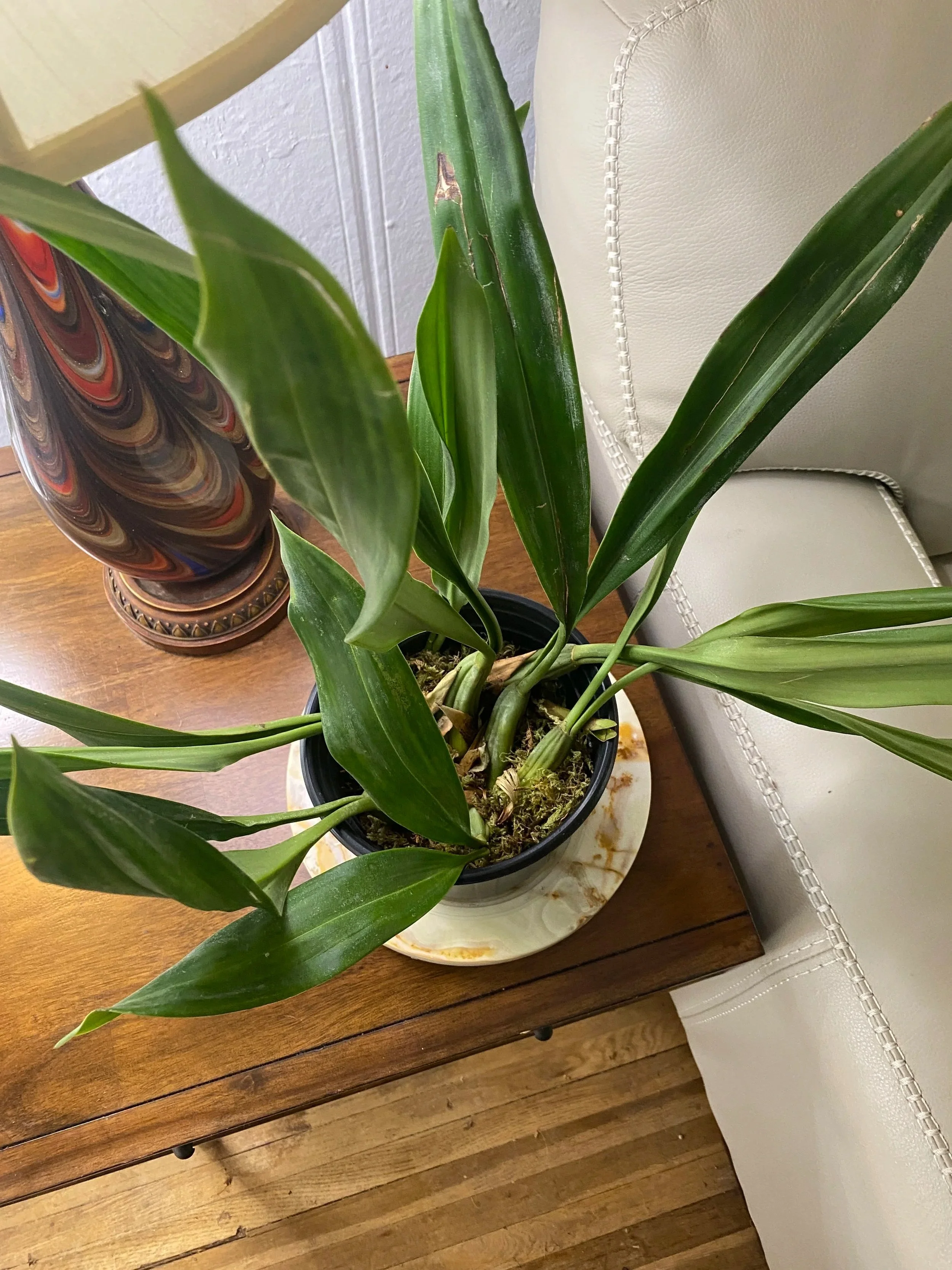 Coelogyne-Linda-Buckley-with-marble-underneath.jpg