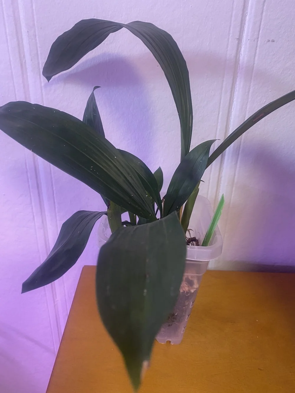 Coelogyne-Asperata-in-a five-inch-pot.JPG