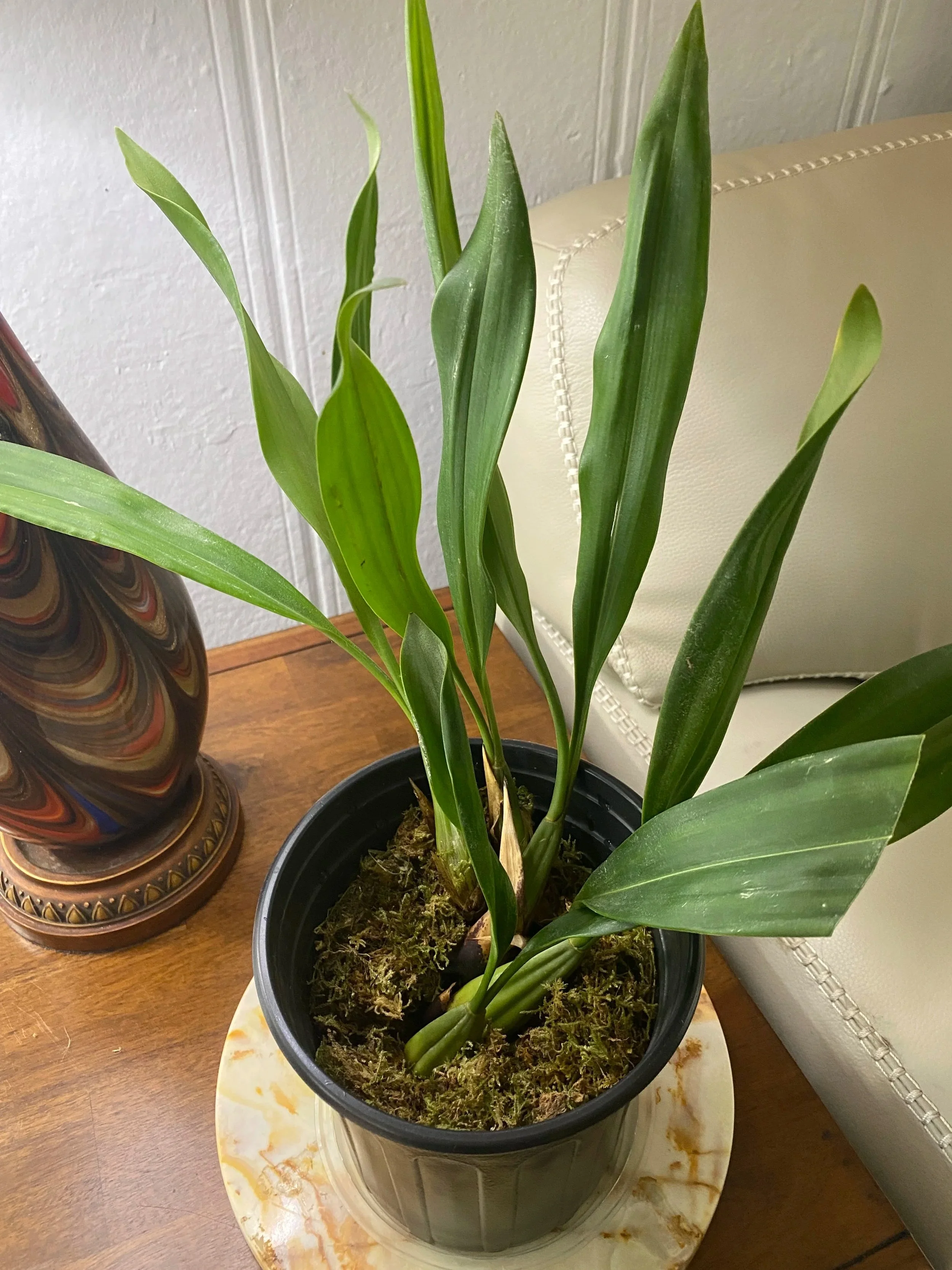 Coelogyne-Flaccida-standing-22-inches.jpg