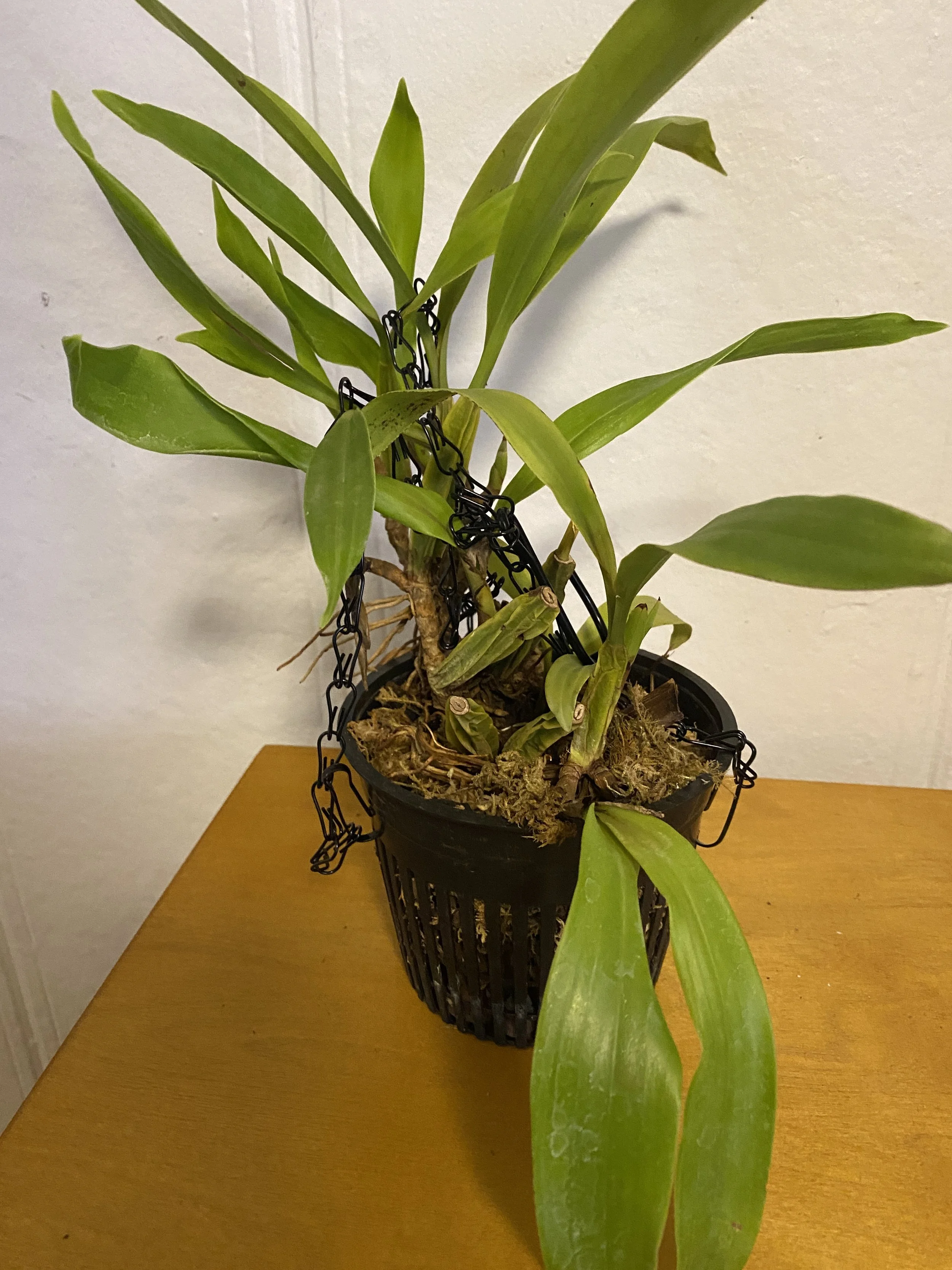 Coelgoyne-lentiginose-in-five-inch-pot.jpeg