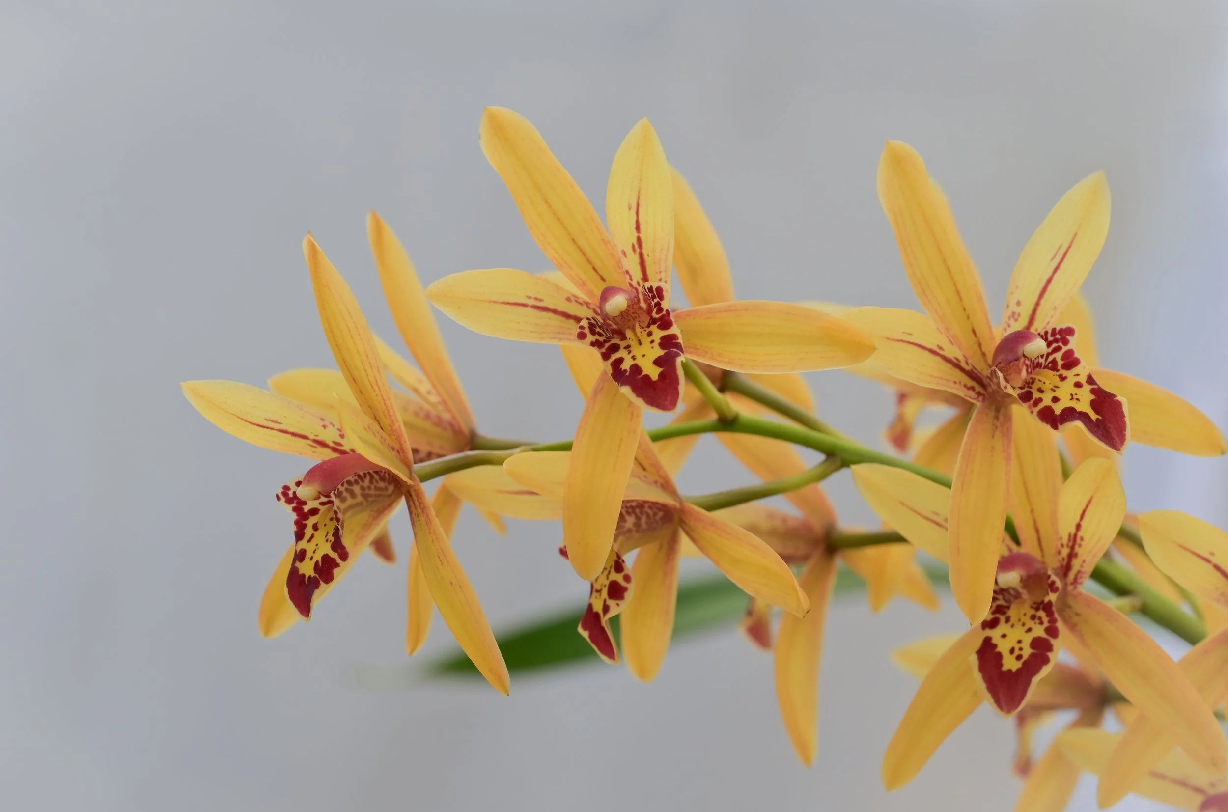 Cymbidium Prakai-Dao 'Orion' (4" Pot)