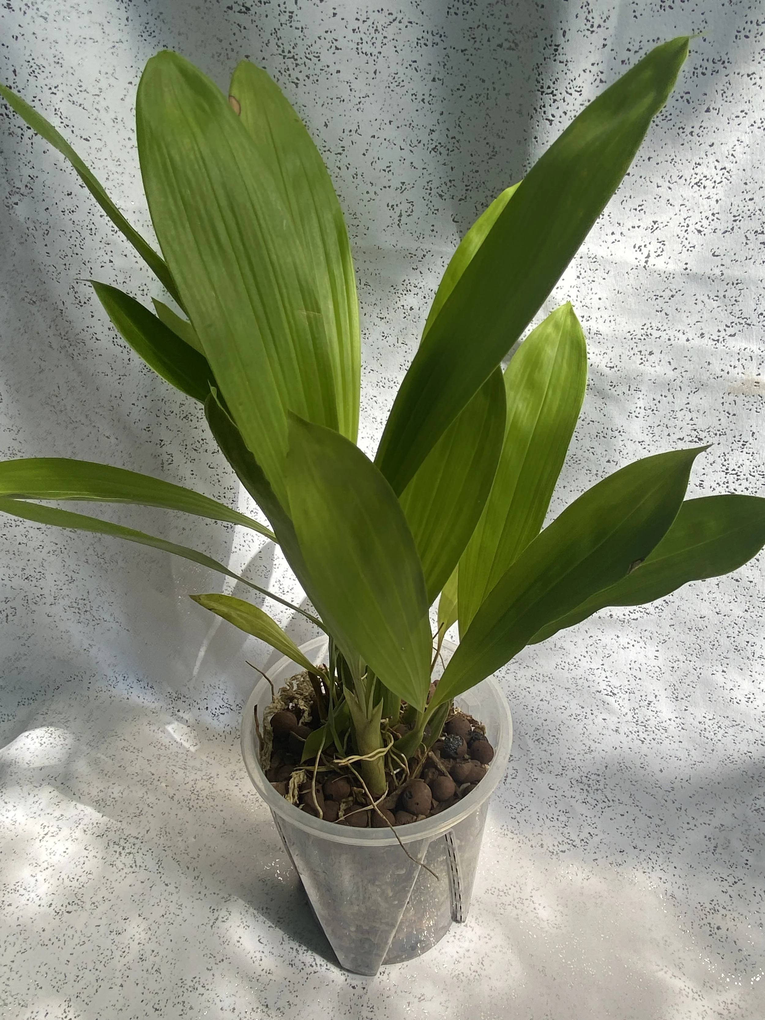 Coelogyne-Pulverula-six-inch-pot.jpeg