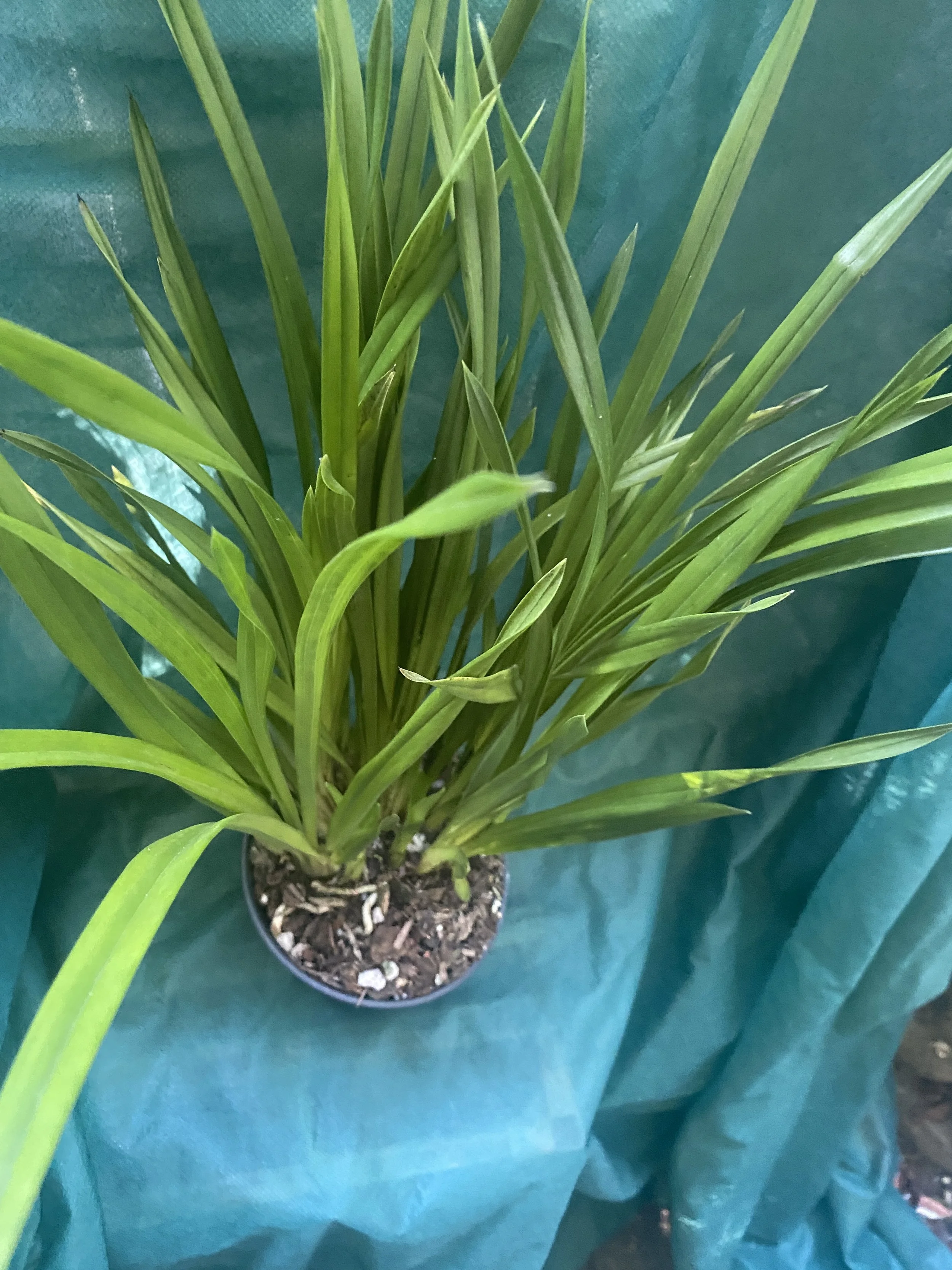 Cymbidium-Portuguese-Passion-x-Street-of-Gold-in-five-inch-pot.jpeg