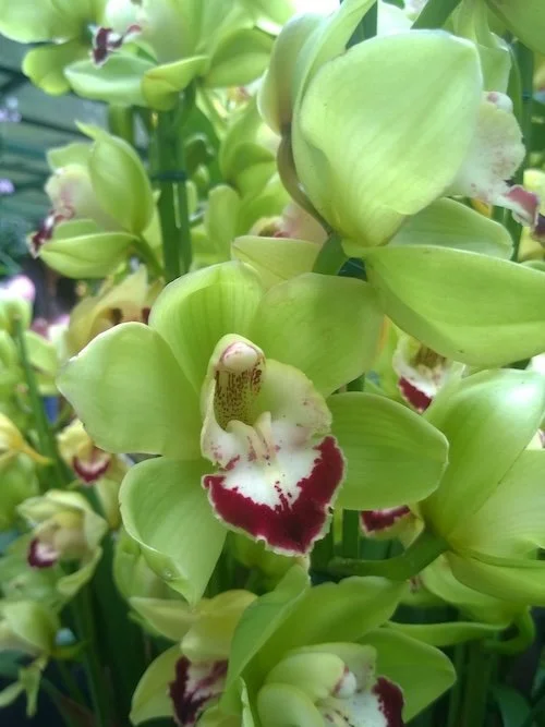 Cymbidium Terrapin Flyer