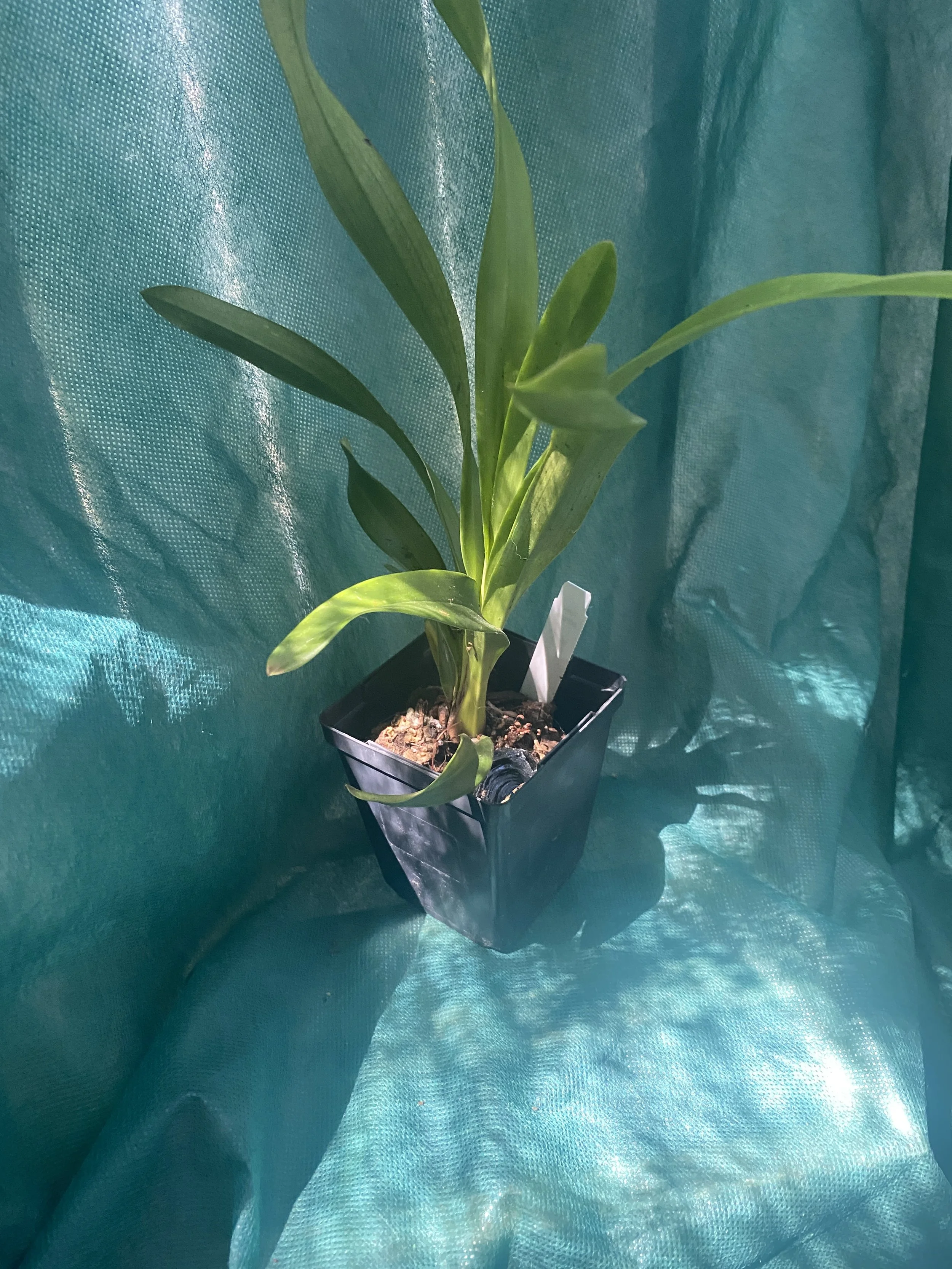 Cymbidium-Cali-Night-Black-Shower-on-green-cloth.jpeg