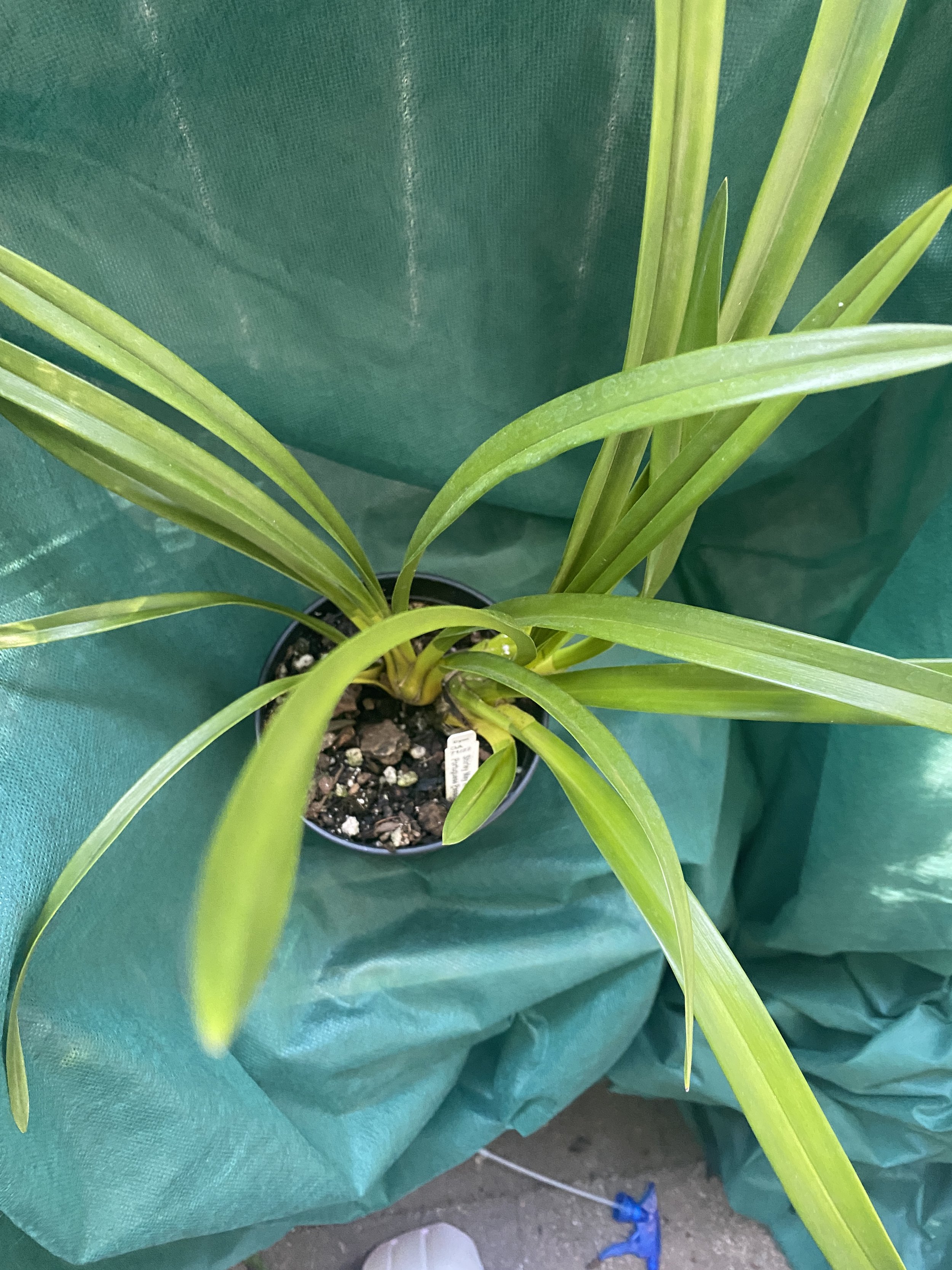 Cymbidium-Shirley-May-Walker-x-Portuguese-Passion-'Tudor-Snow'-2n-in-five-inch-pot.jpeg
