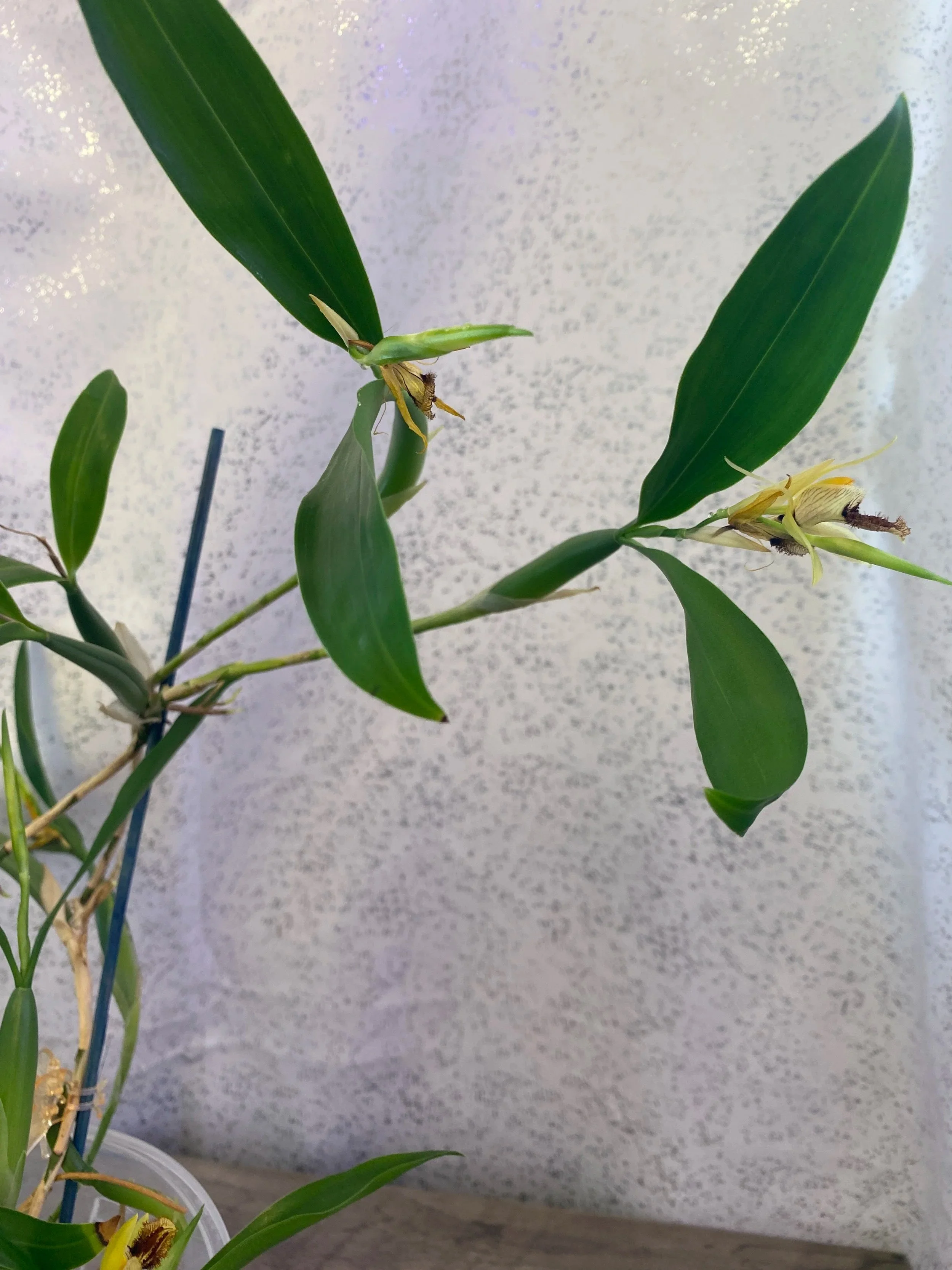 coelogyne-ovalis-blooming.jpg
