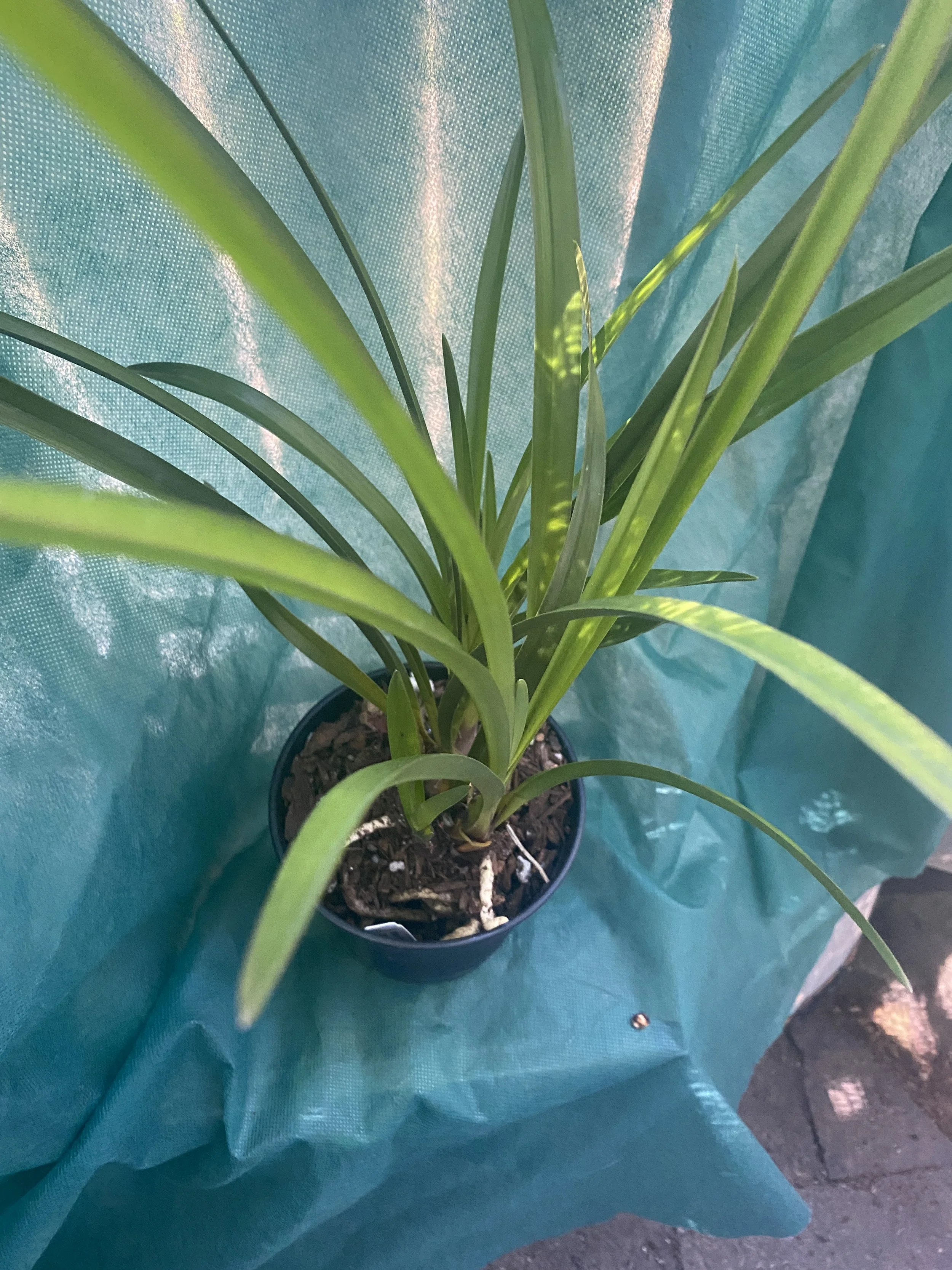 Cymbidium-Black-Forest-Dark-Spirit-x-Elderberry-Wine-Rose-in-five-inch-pot.jpeg