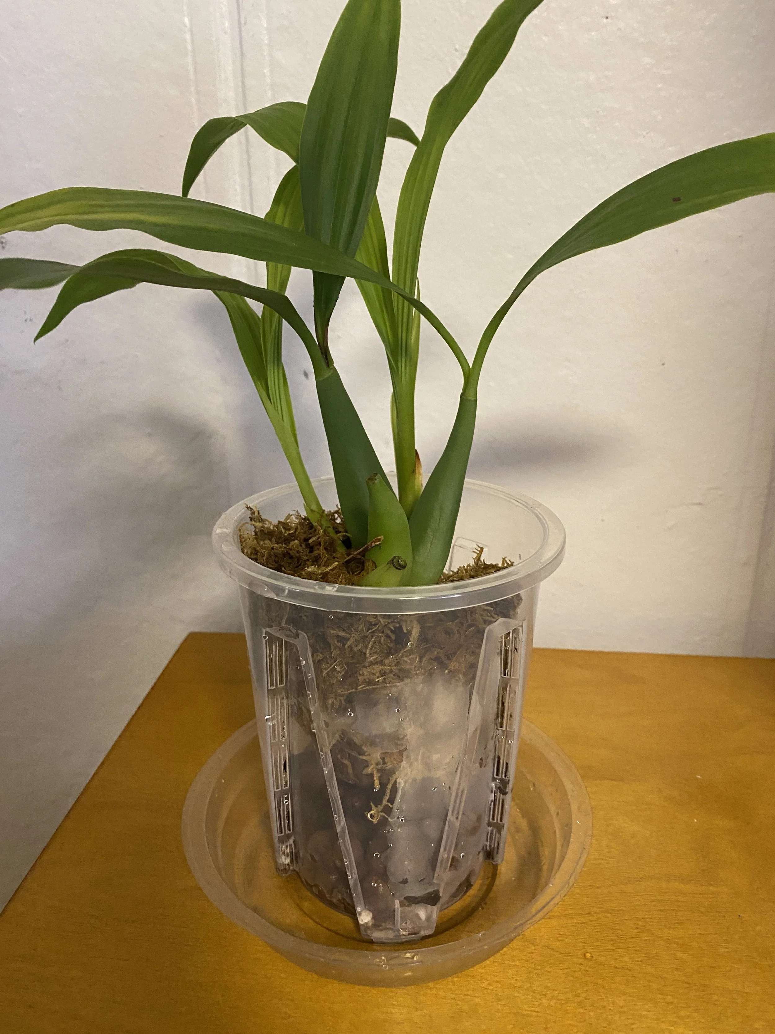 Coelogyne-chloropter-standing-thirteen-inches-tall.jpeg
