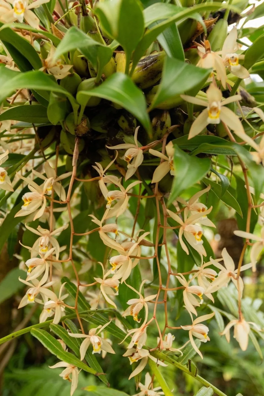 coelogyne-filipeda.jpg