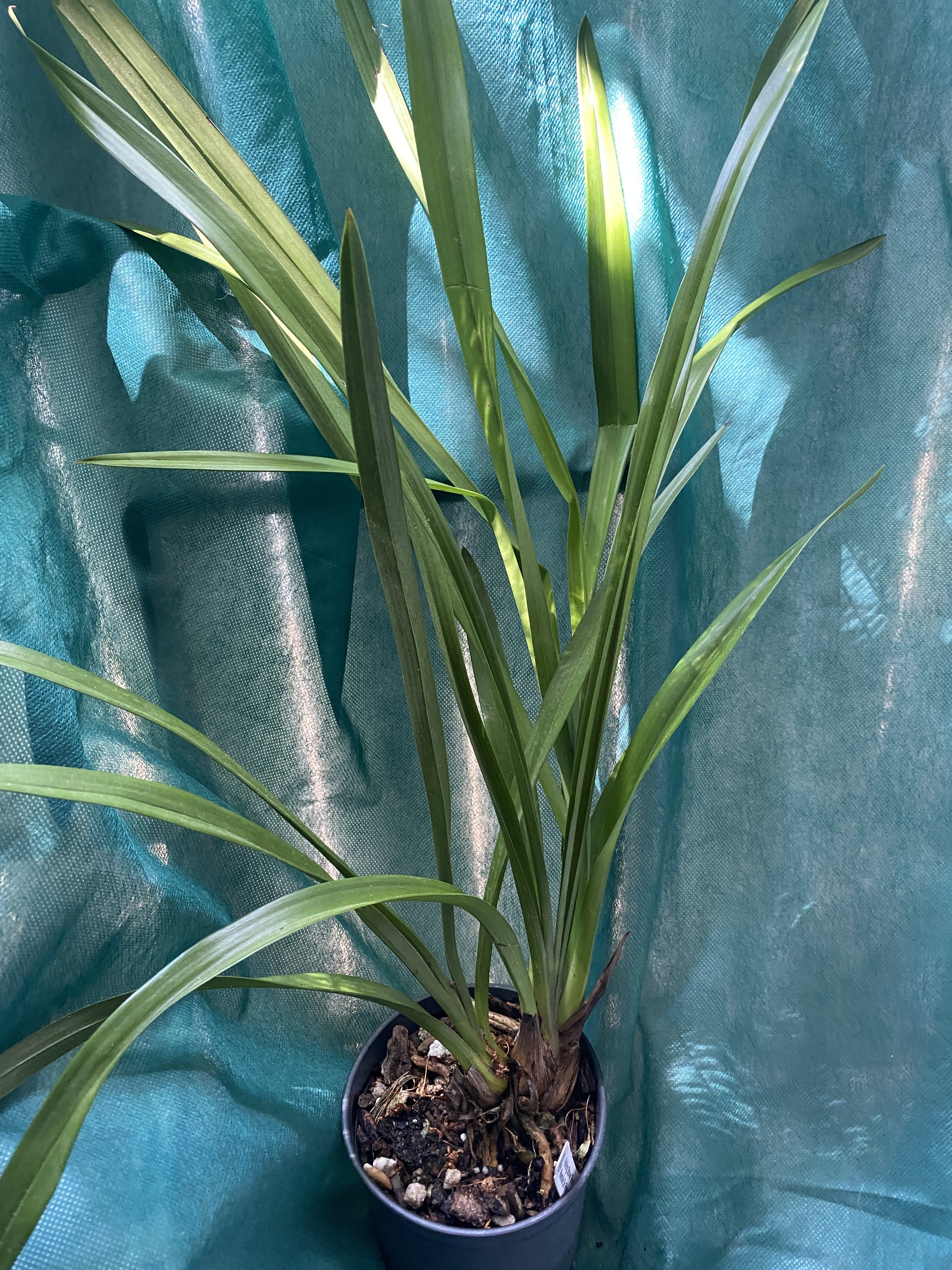 Cymbidium-Rolling-Stone-Rusty-Bucket-x-Ramble-On-Rose-standing-twenty-four-inches-tall.jpeg