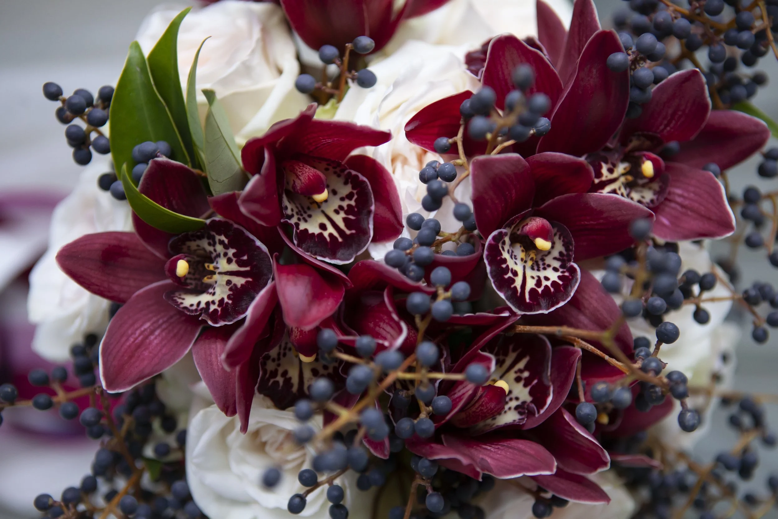 Cymbidium Cali Night Black Shower (4 inch pot)