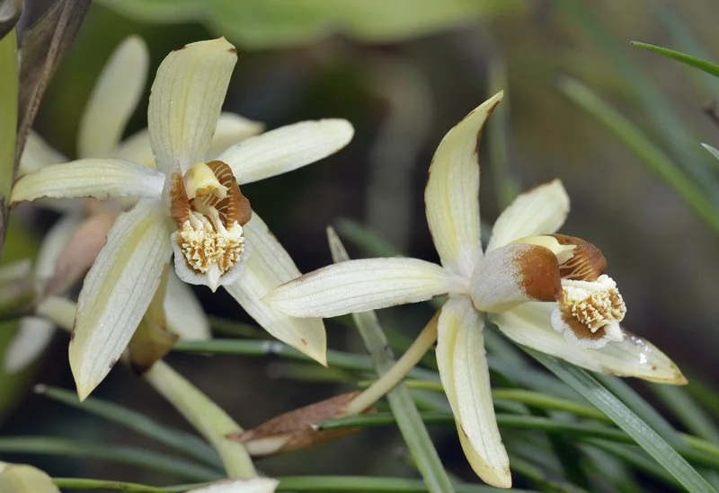 Coelogyne-tomentosa.jpg
